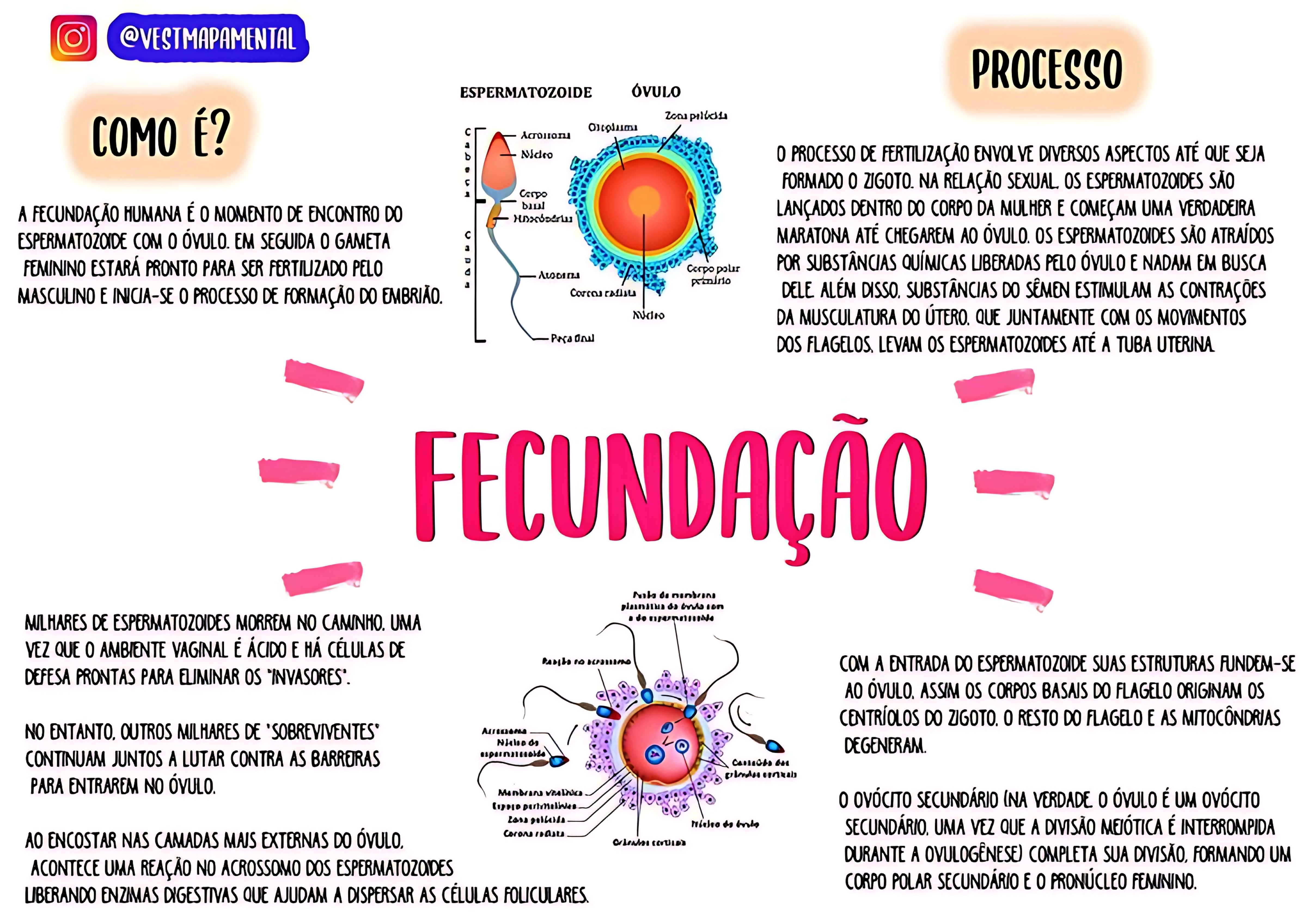 MAPA MENTAL SOBRE FECUNDAÇÃO
