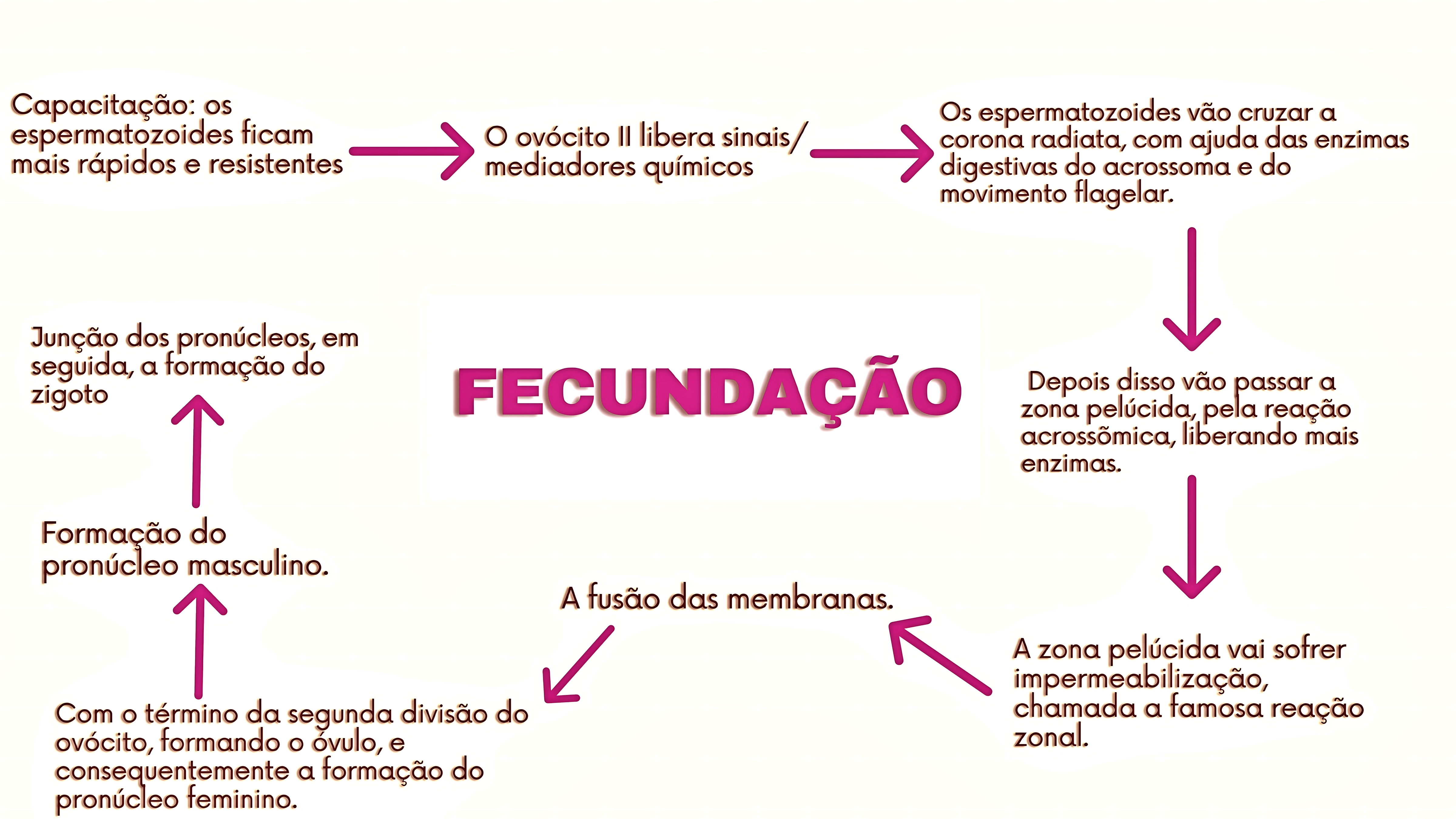 MAPA MENTAL SOBRE FECUNDAÇÃO