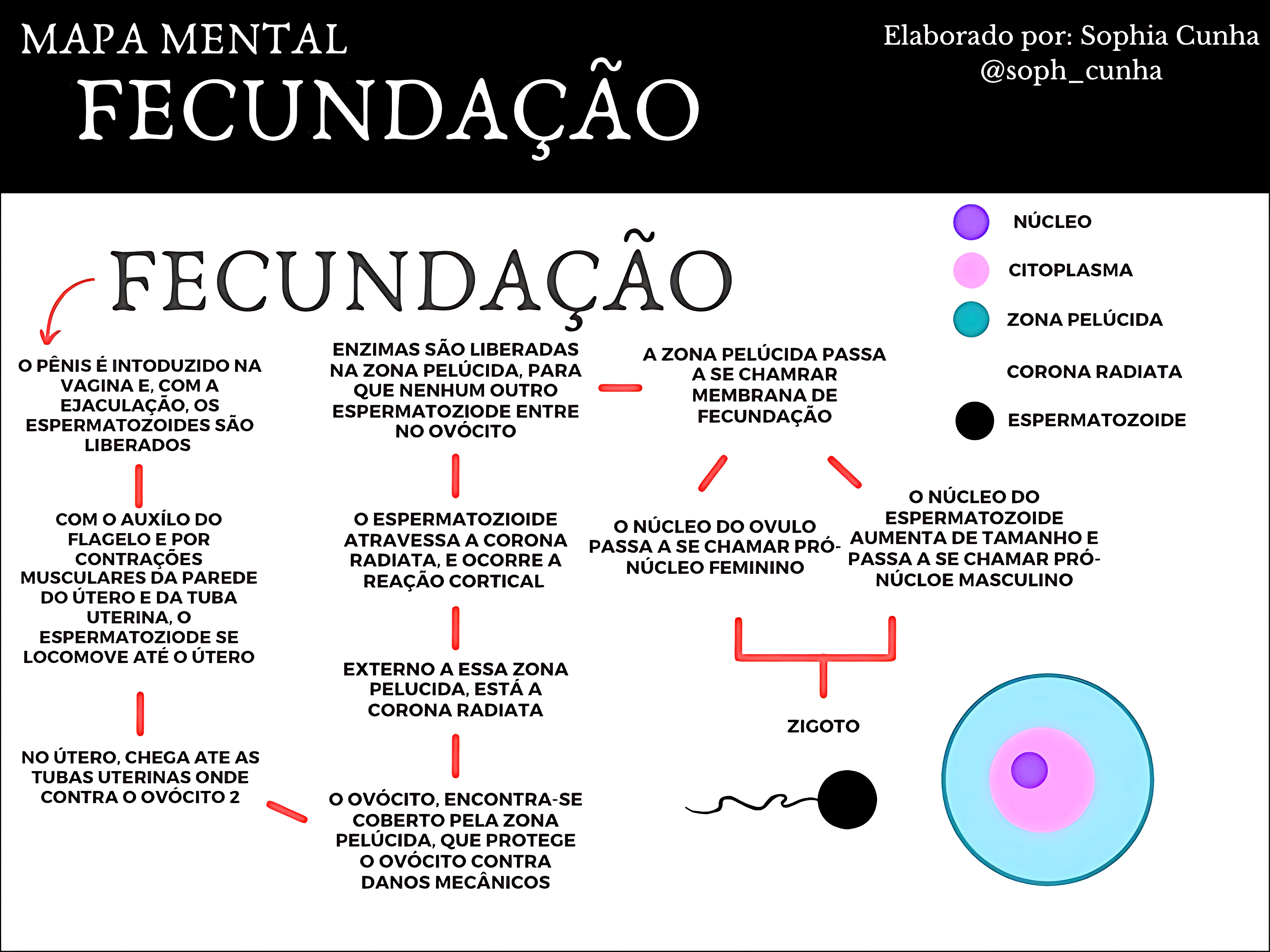 MAPA MENTAL SOBRE FECUNDAÇÃO