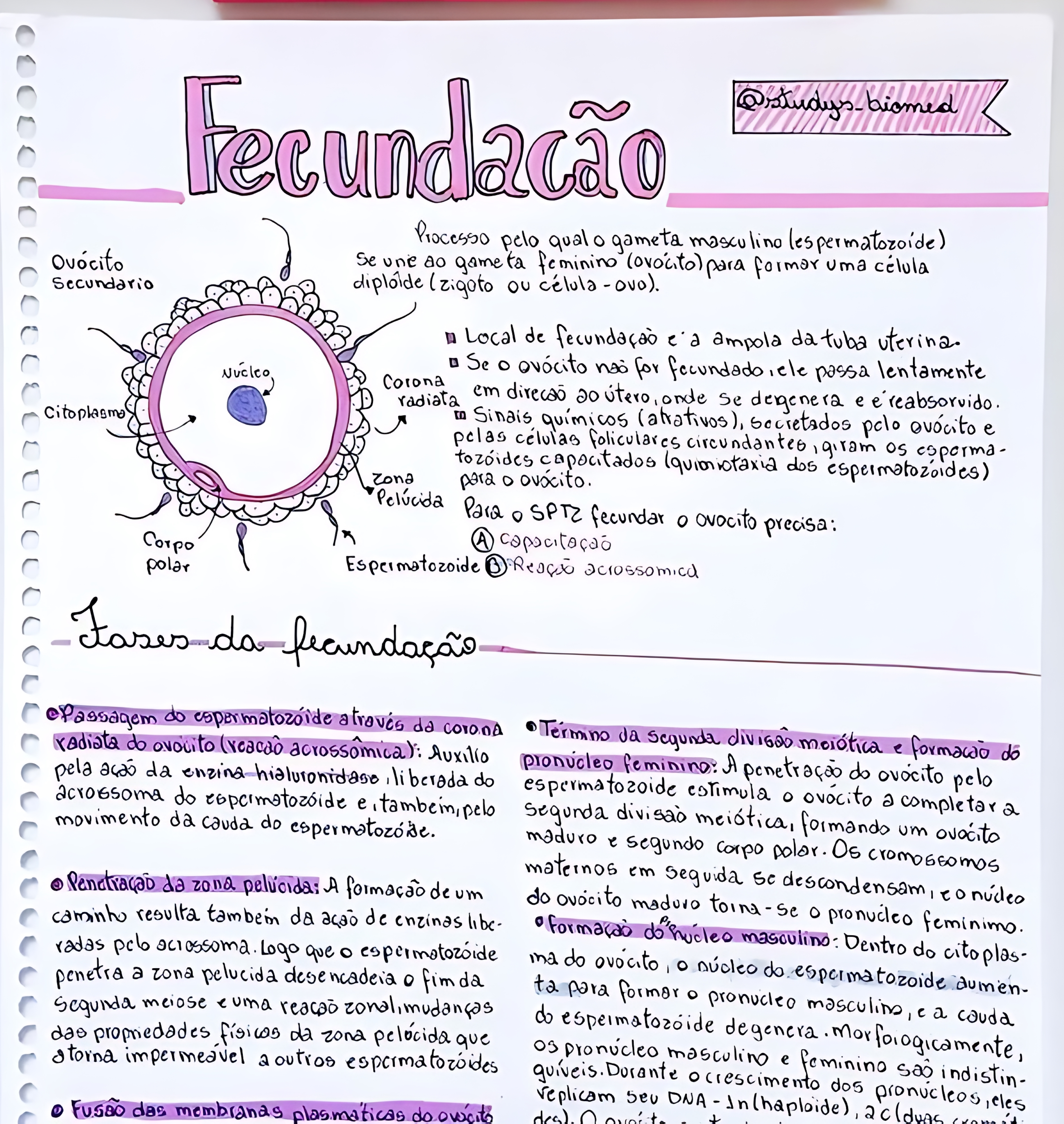 MAPA MENTAL SOBRE FECUNDAÇÃO