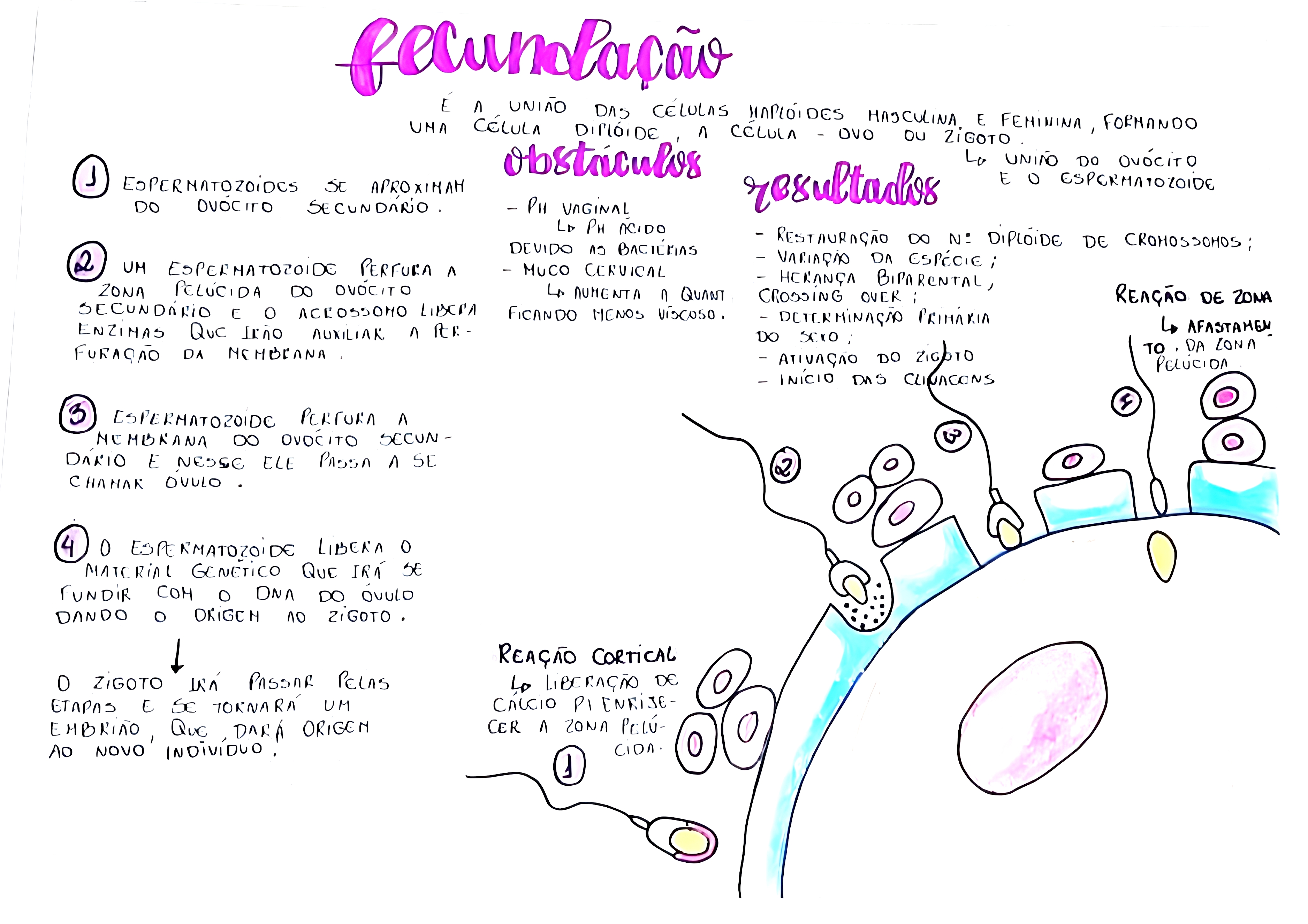 MAPA MENTAL SOBRE FECUNDAÇÃO