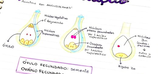 MAPA MENTAL SOBRE FECUNDAÇÃO