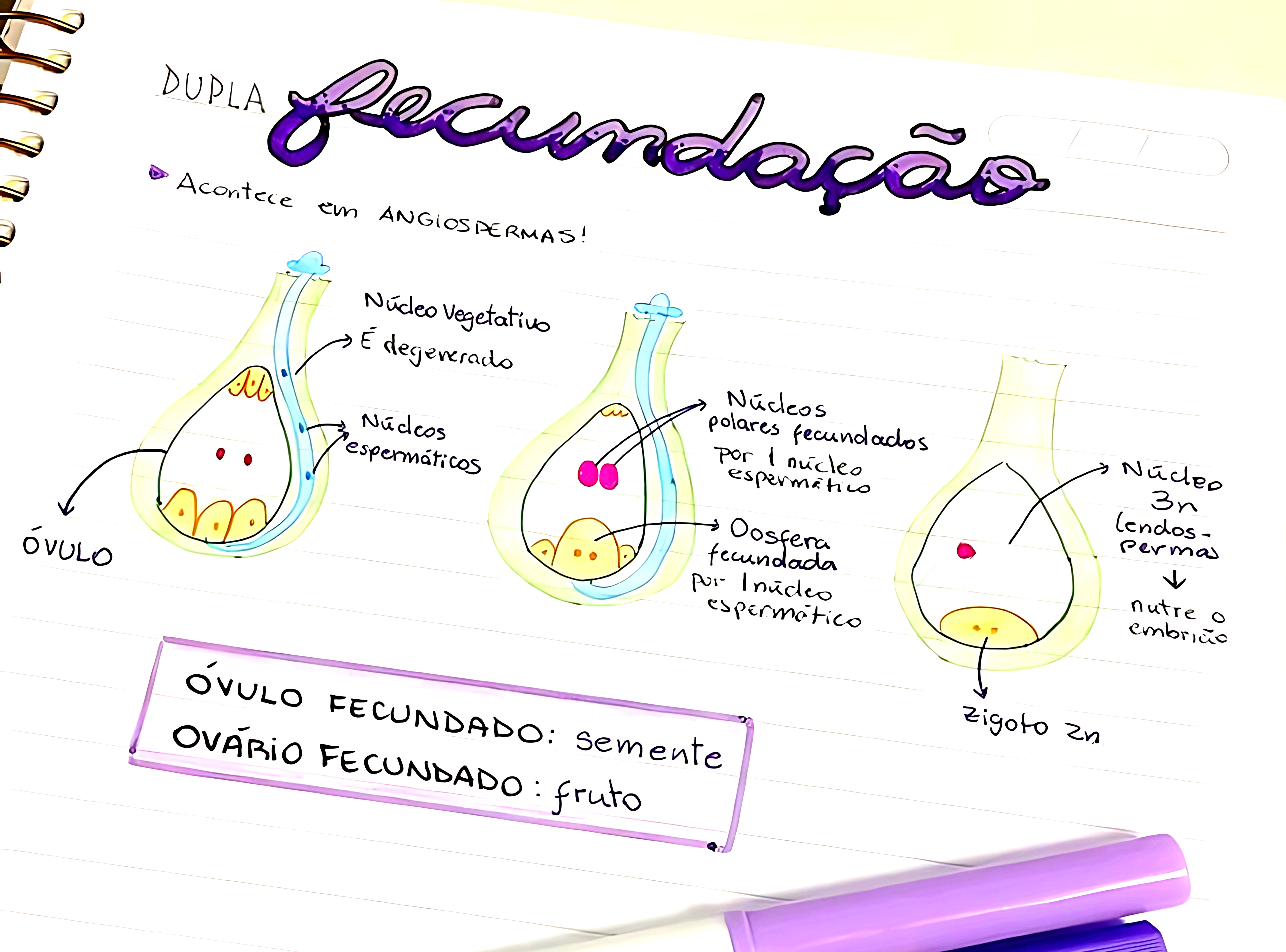 MAPA MENTAL SOBRE FECUNDAÇÃO
