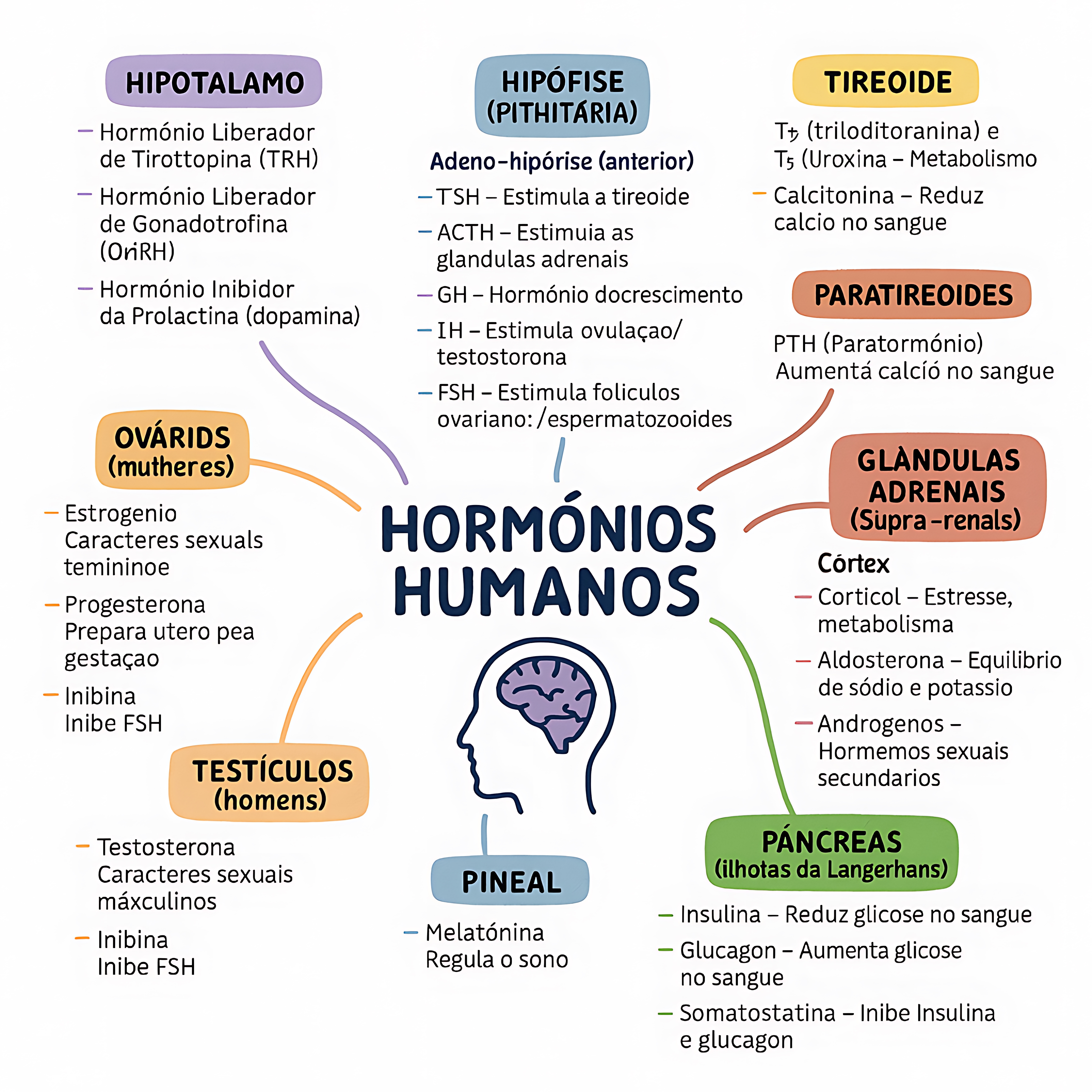 MAPA MENTAL SOBRE HORMÔNIOS