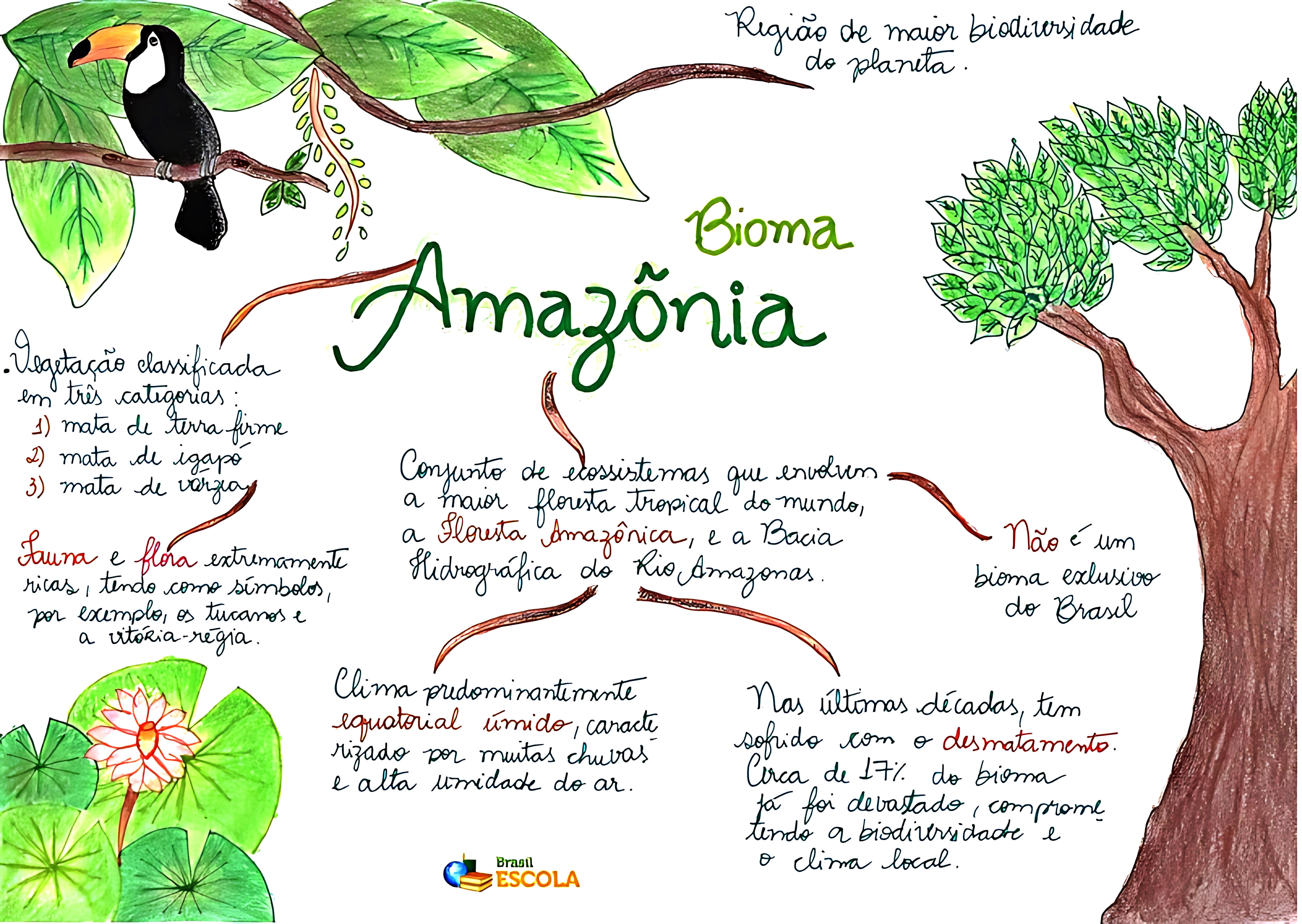MAPA MENTAL SOBRE FLORESTA AMAZÔNICA