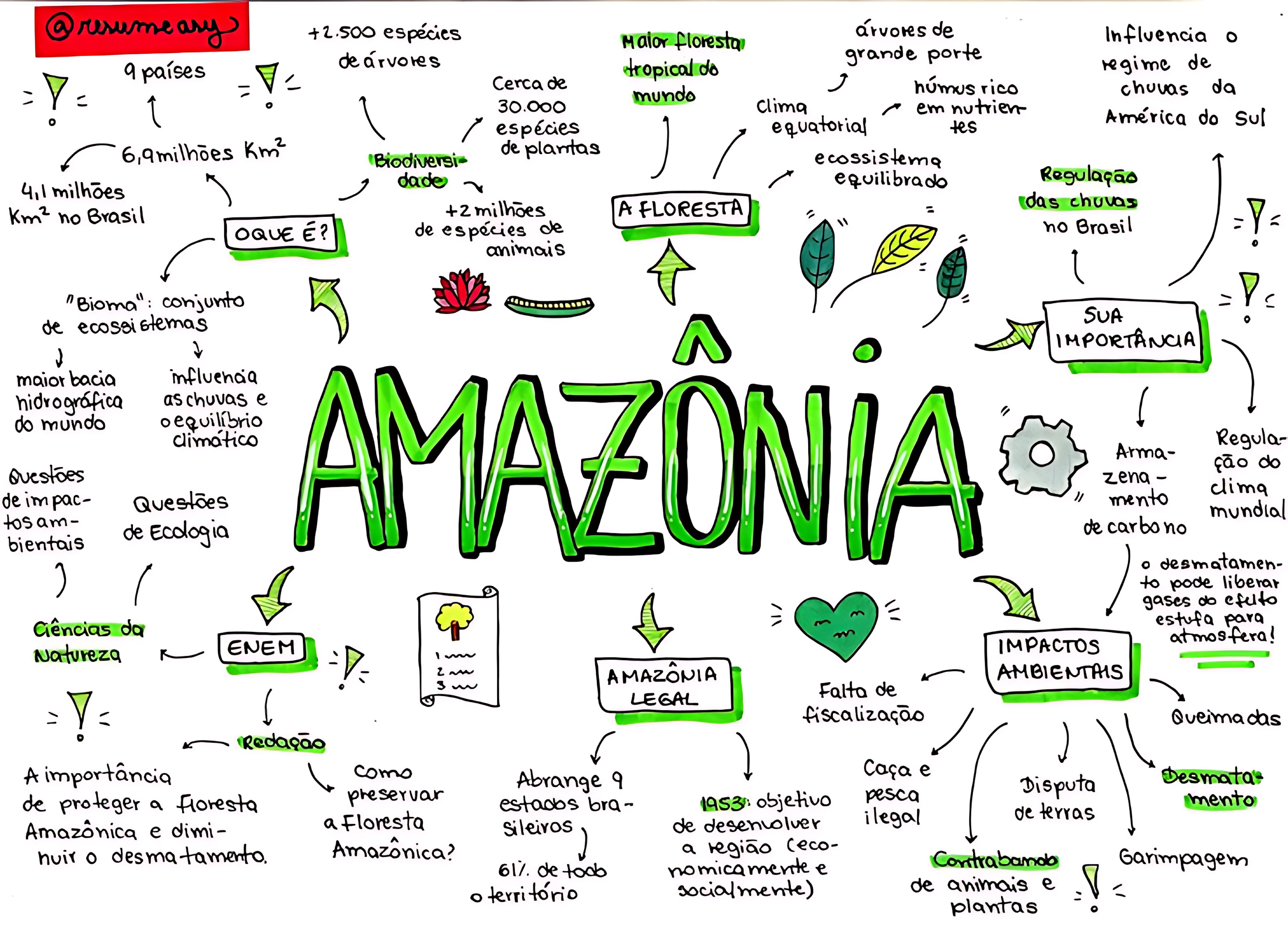 MAPA MENTAL SOBRE FLORESTA AMAZÔNICA