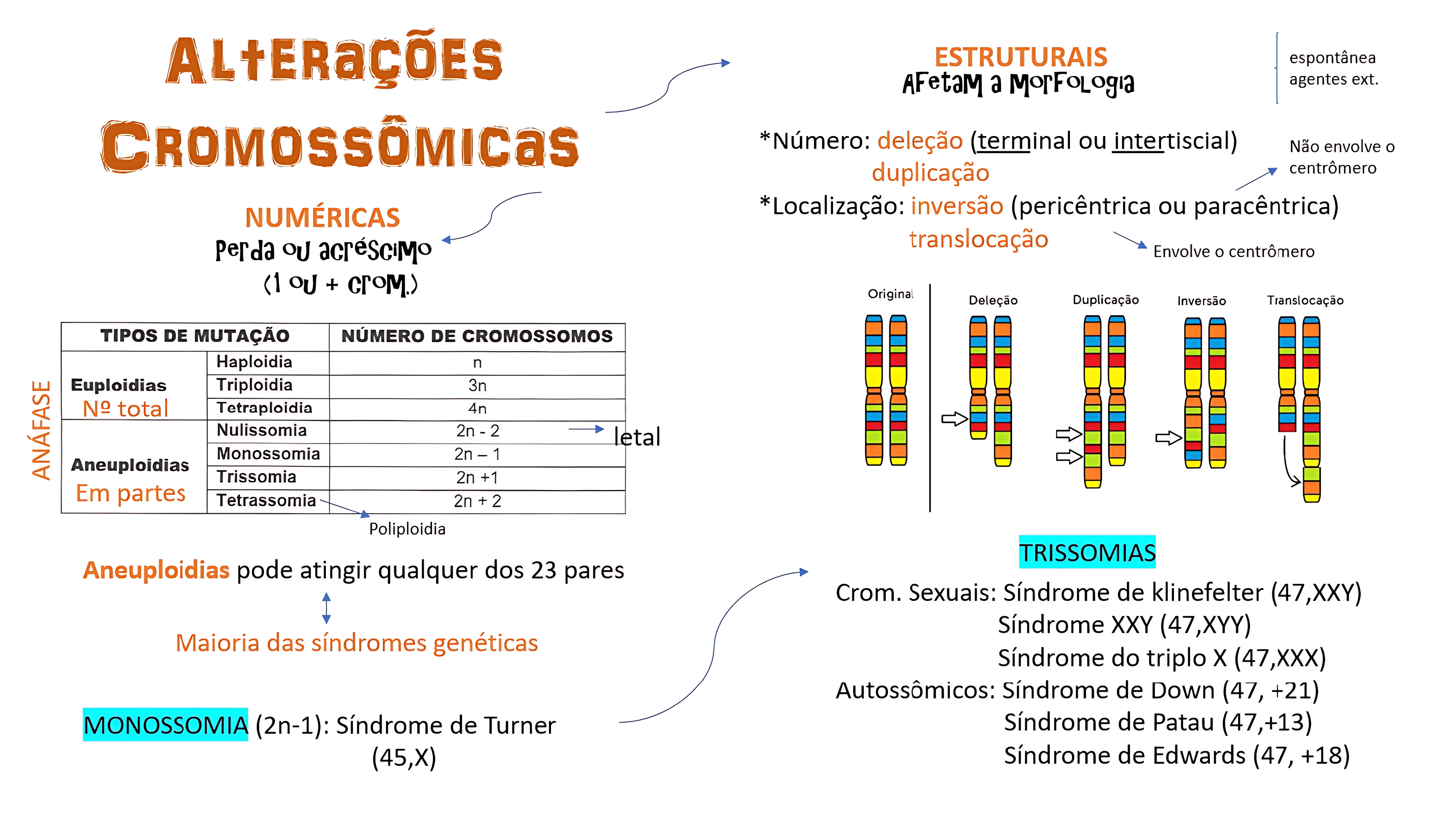 MAPA MENTAL SOBRE ALTERAÇÕES CROMOSSOMICAS