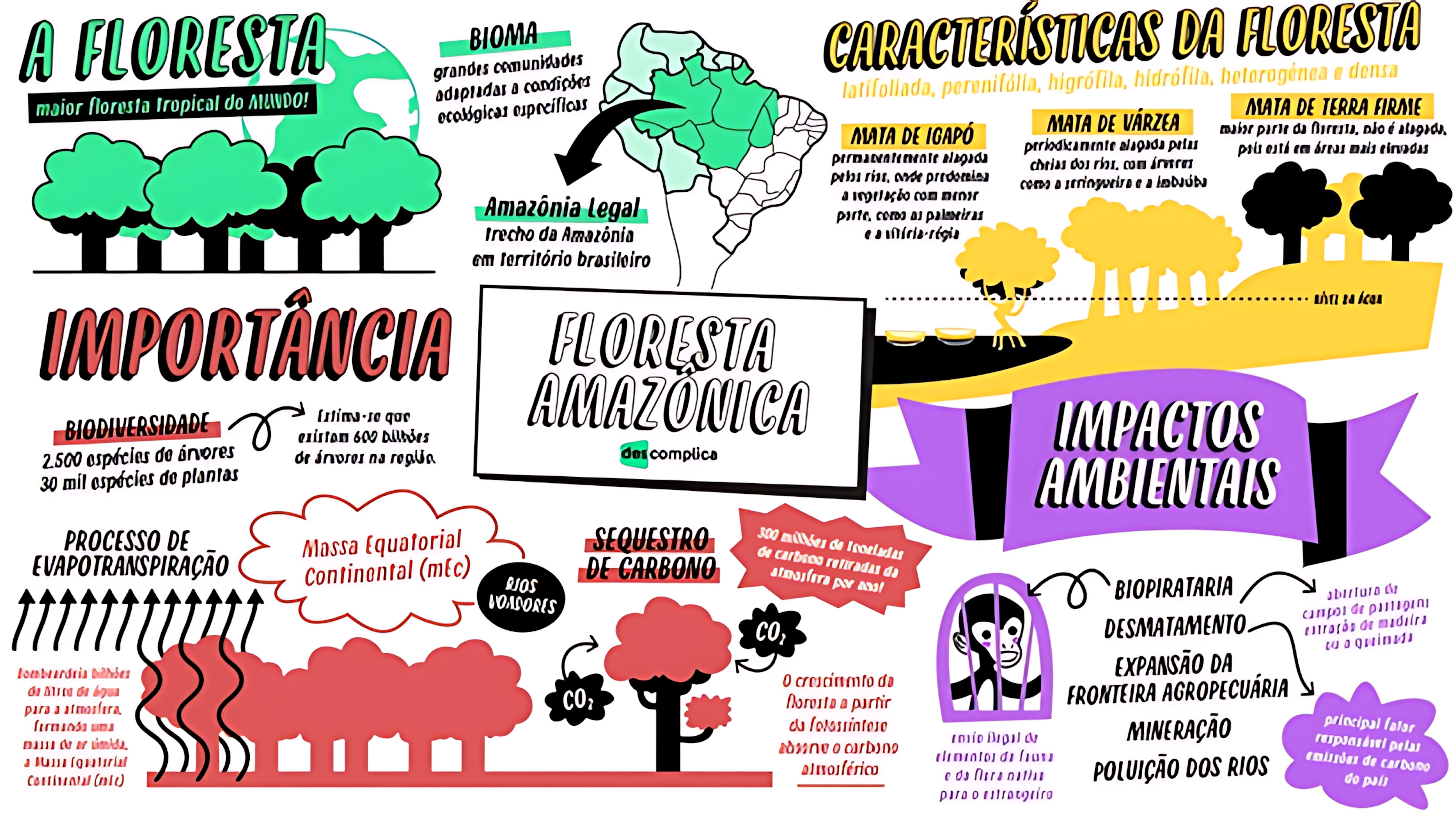 MAPA MENTAL SOBRE FLORESTA AMAZÔNICA