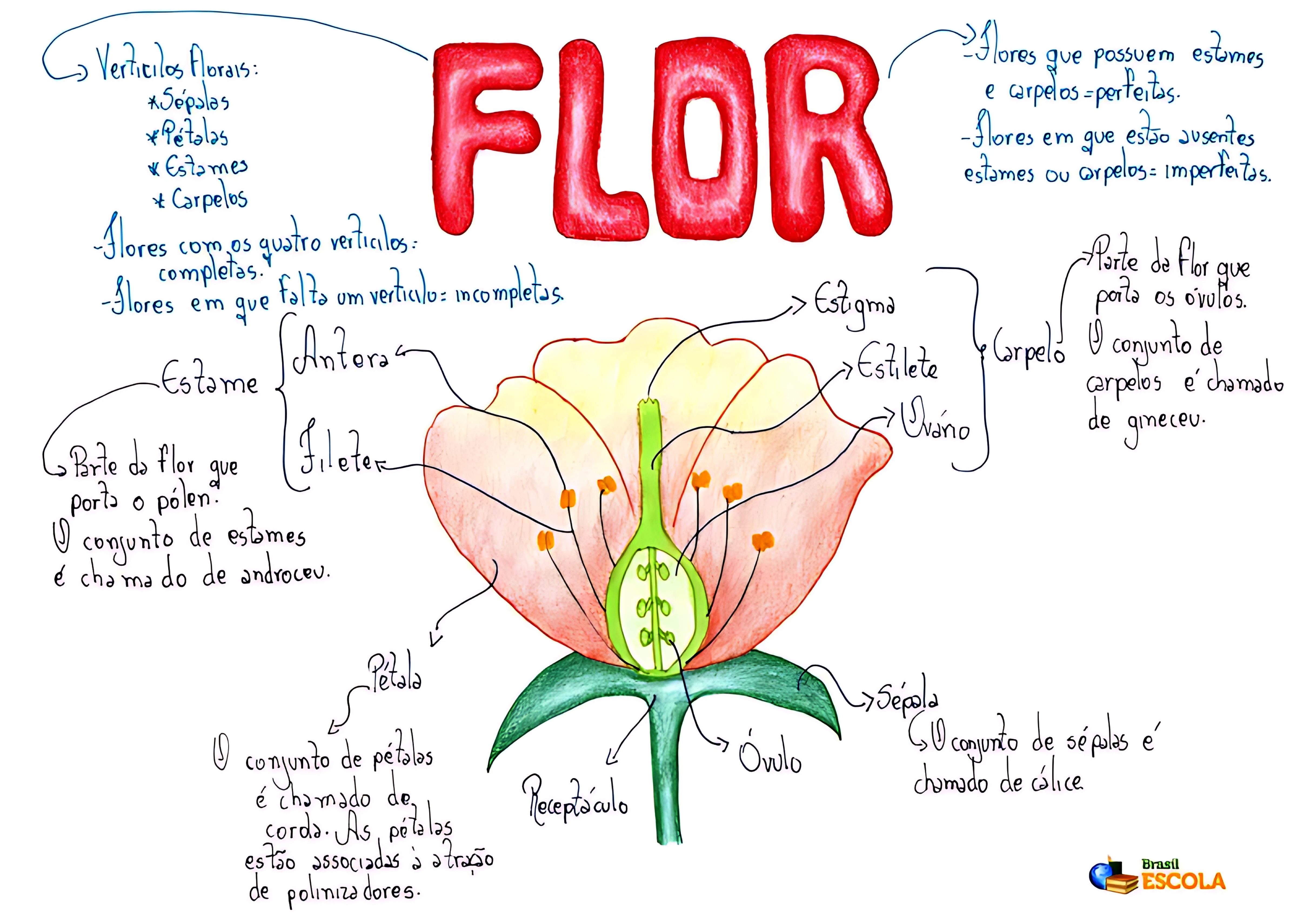 MAPA MENTAL SOBRE FLOR