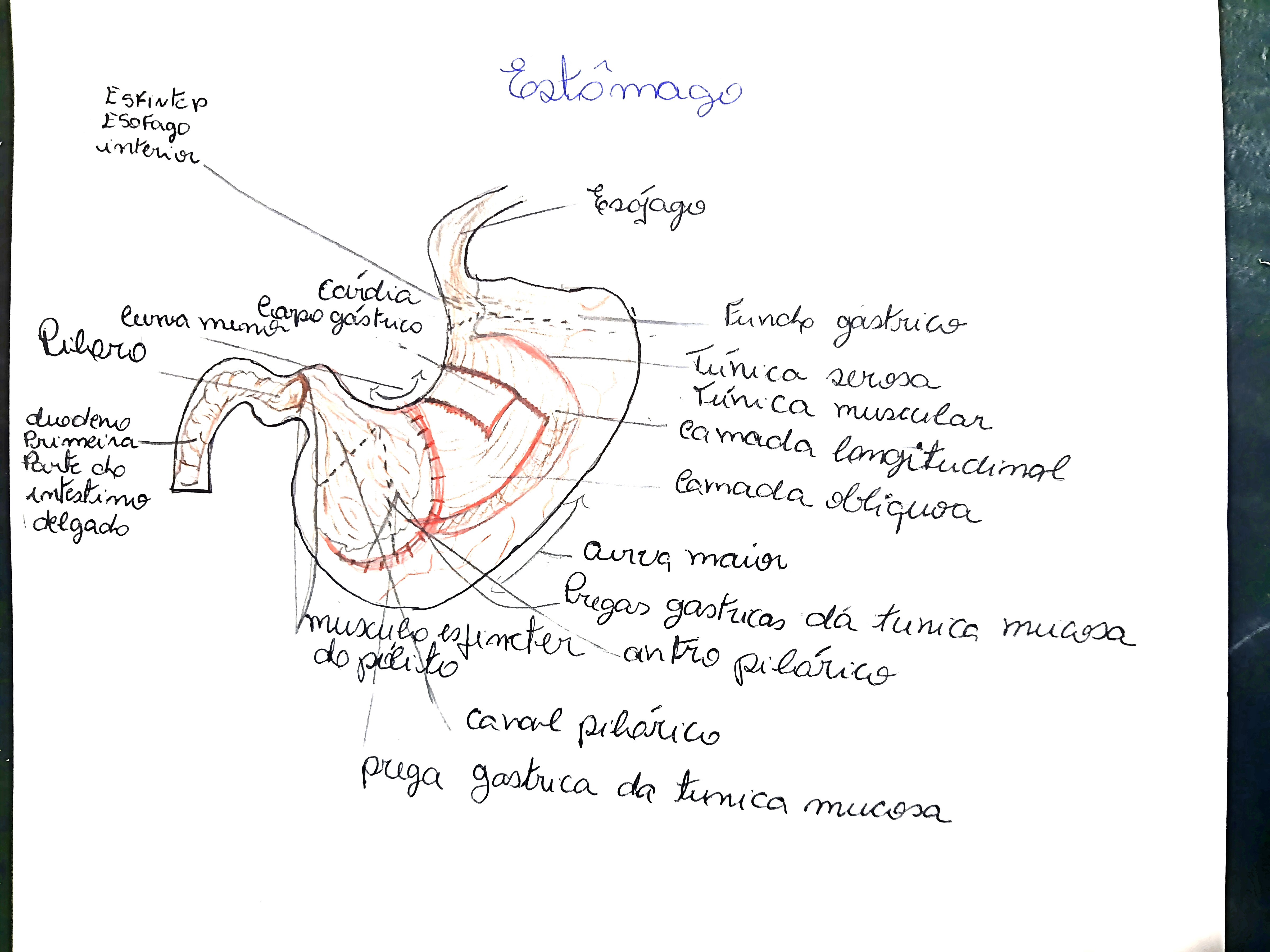 MAPA MENTAL SOBRE ESTÔMAGO