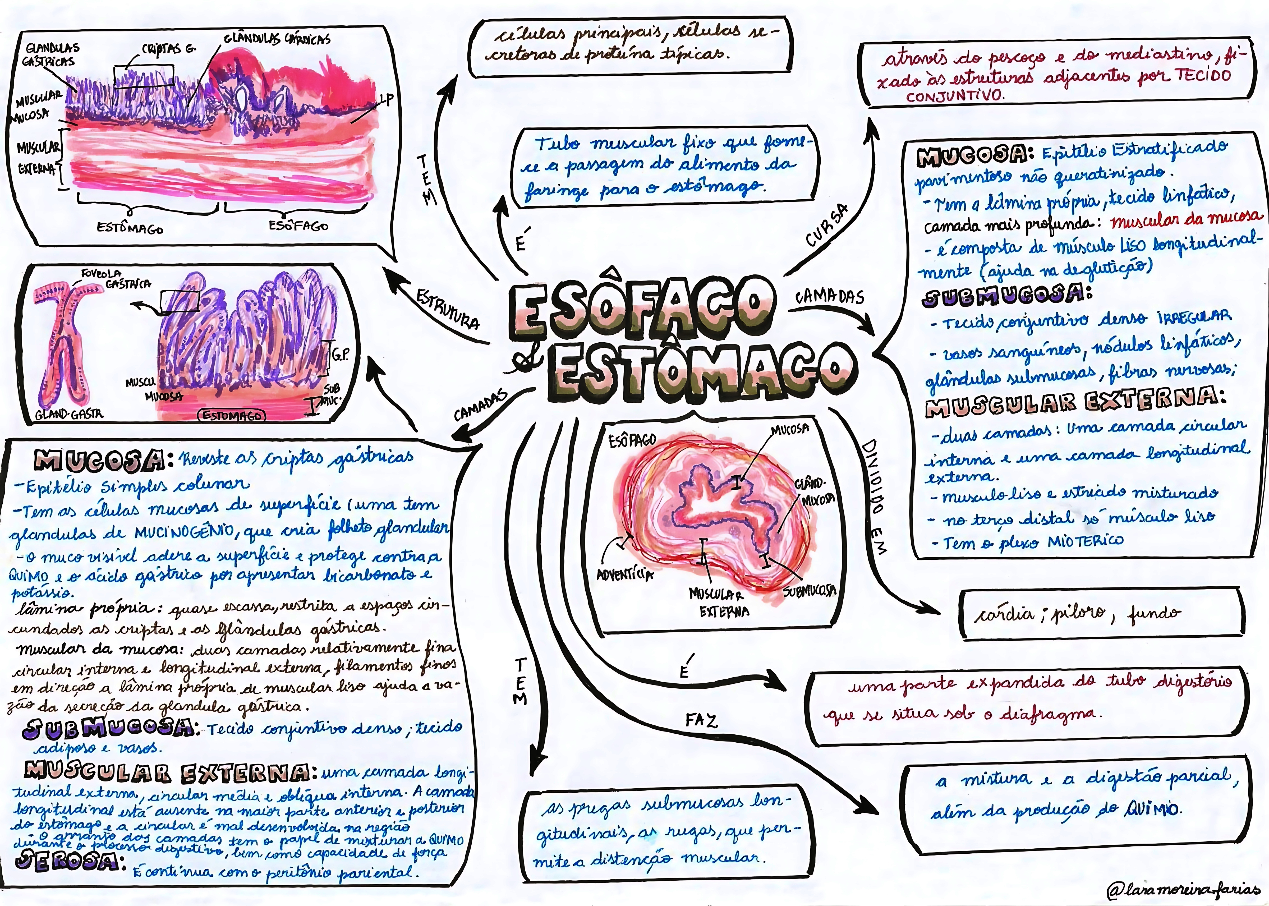 MAPA MENTAL SOBRE ESTÔMAGO