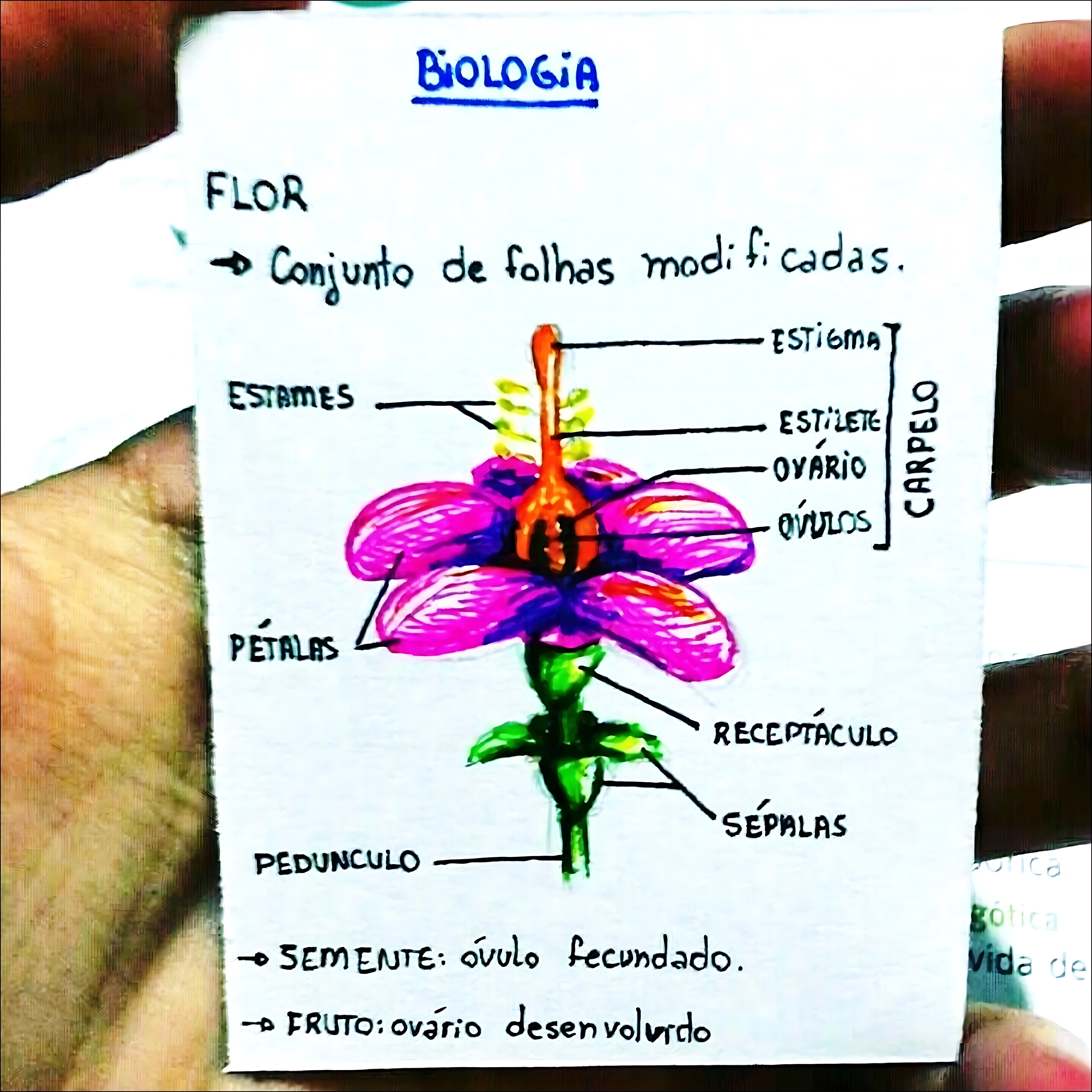 MAPA MENTAL SOBRE FLOR