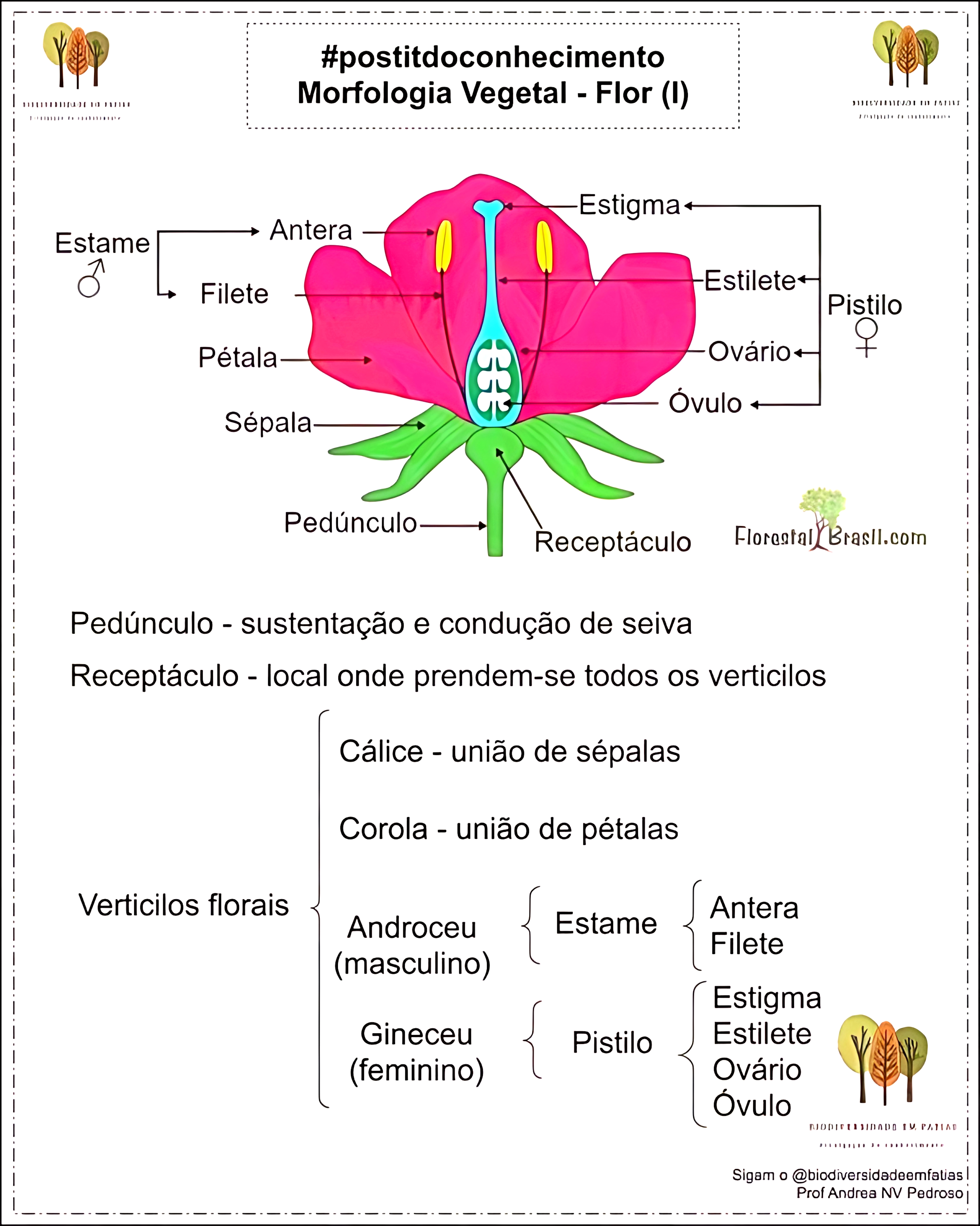 MAPA MENTAL SOBRE FLOR