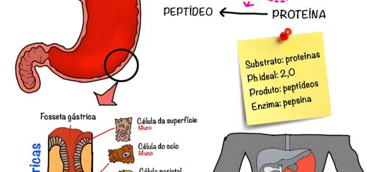 MAPA MENTAL SOBRE ESTÔMAGO