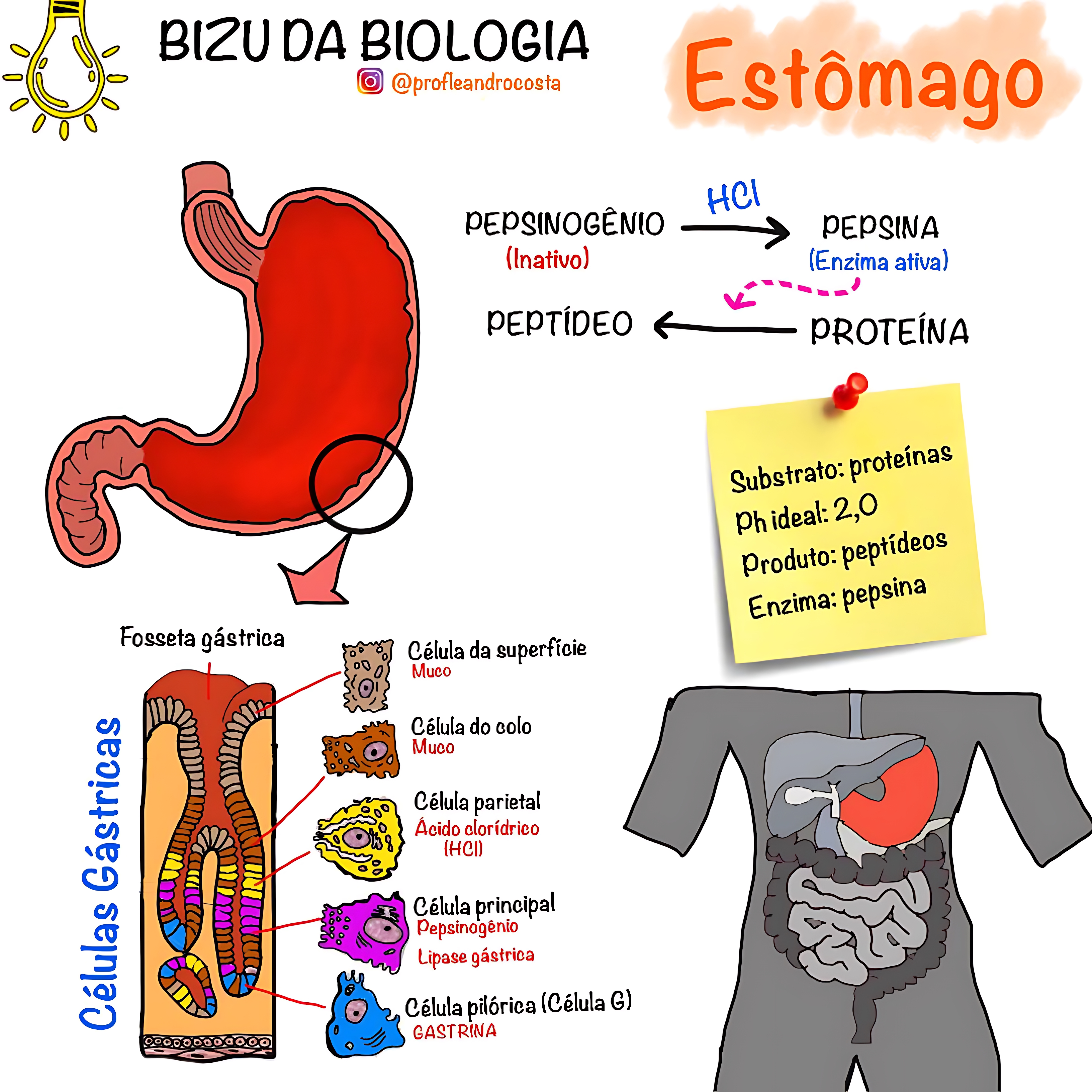 MAPA MENTAL SOBRE ESTÔMAGO