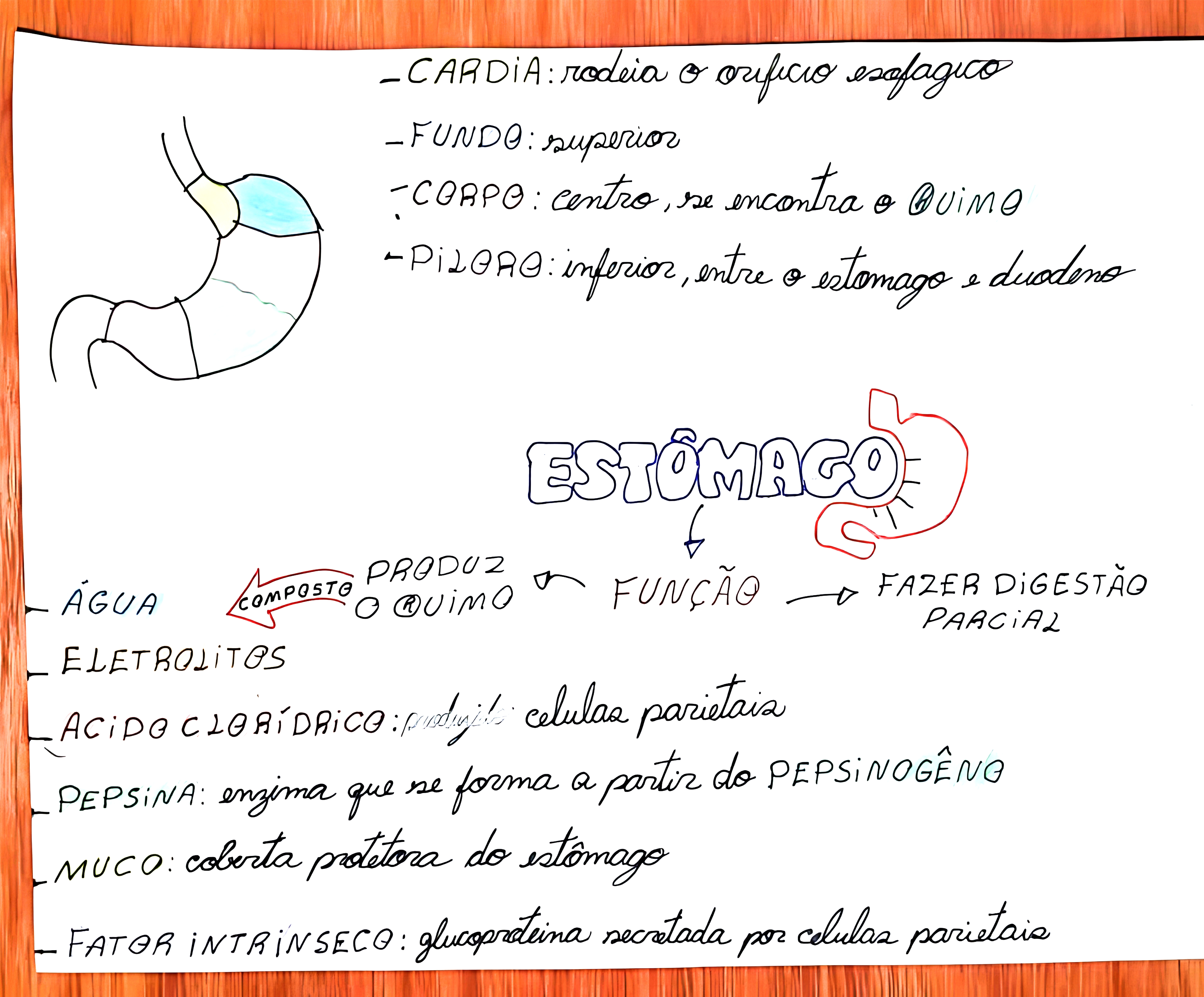 MAPA MENTAL SOBRE ESTÔMAGO