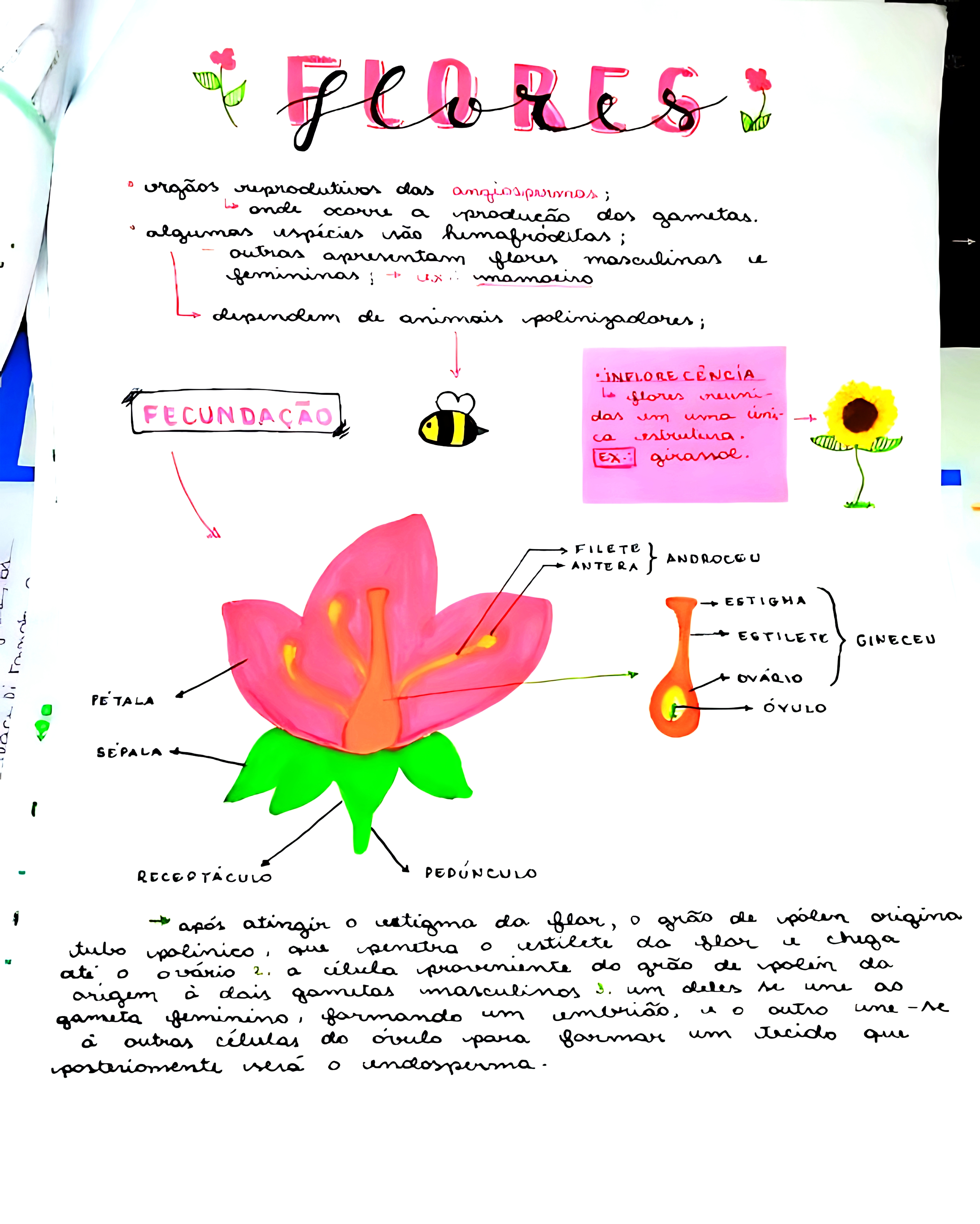 MAPA MENTAL SOBRE FLOR
