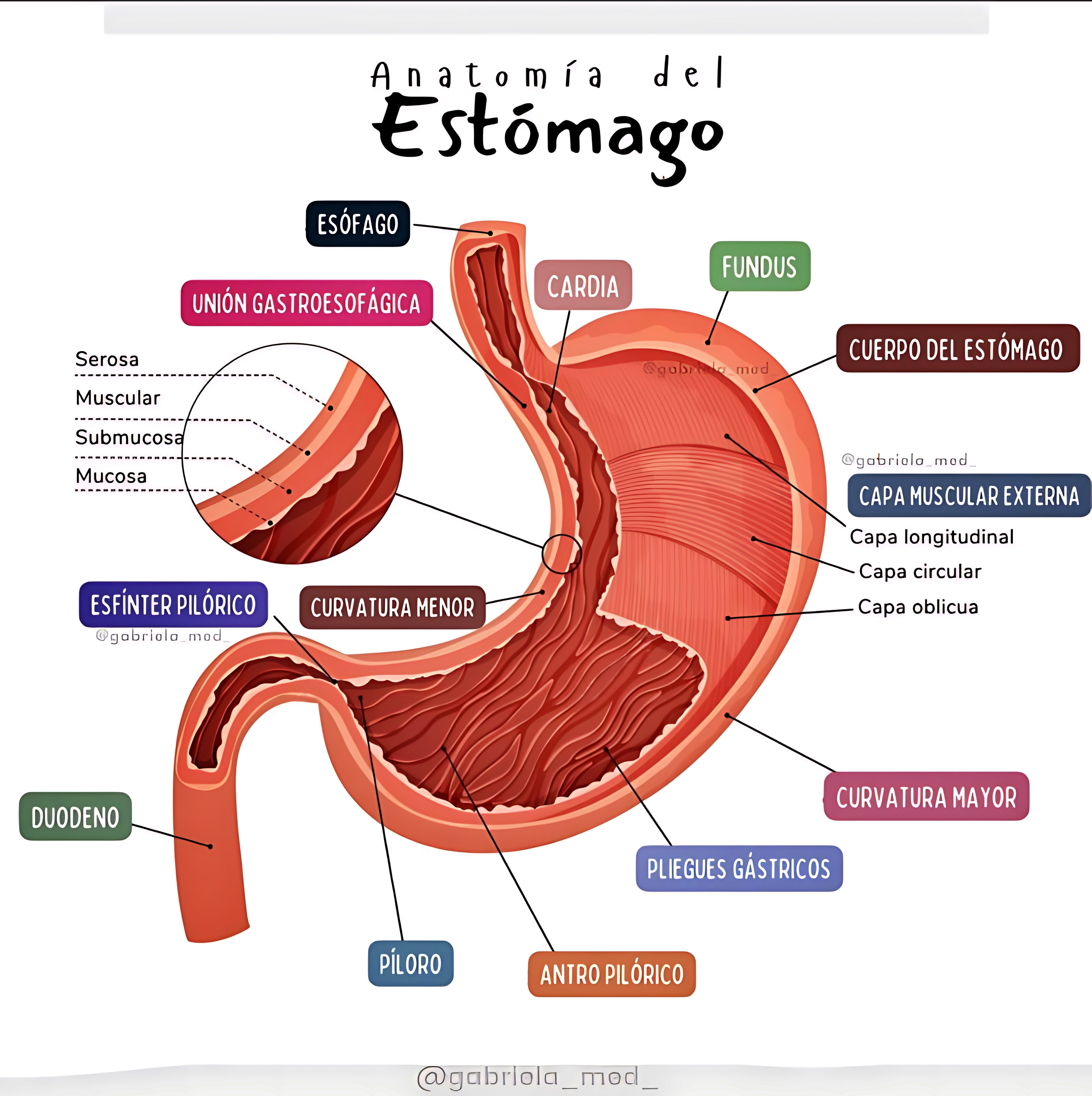 MAPA MENTAL SOBRE ESTÔMAGO