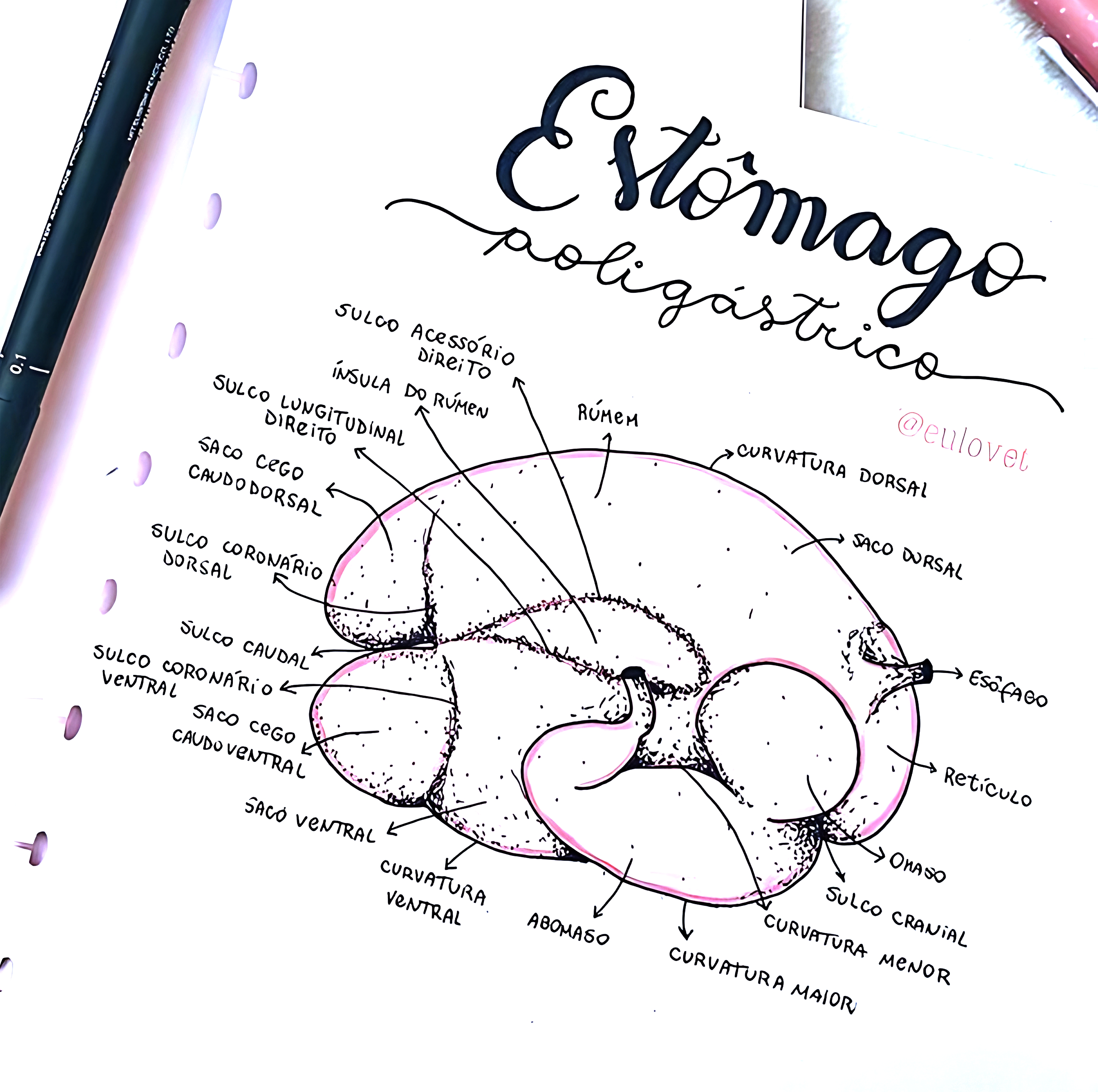 MAPA MENTAL SOBRE ESTÔMAGO