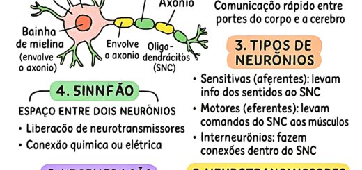 MAPA MENTAL SOBRE NEURÔNIOS