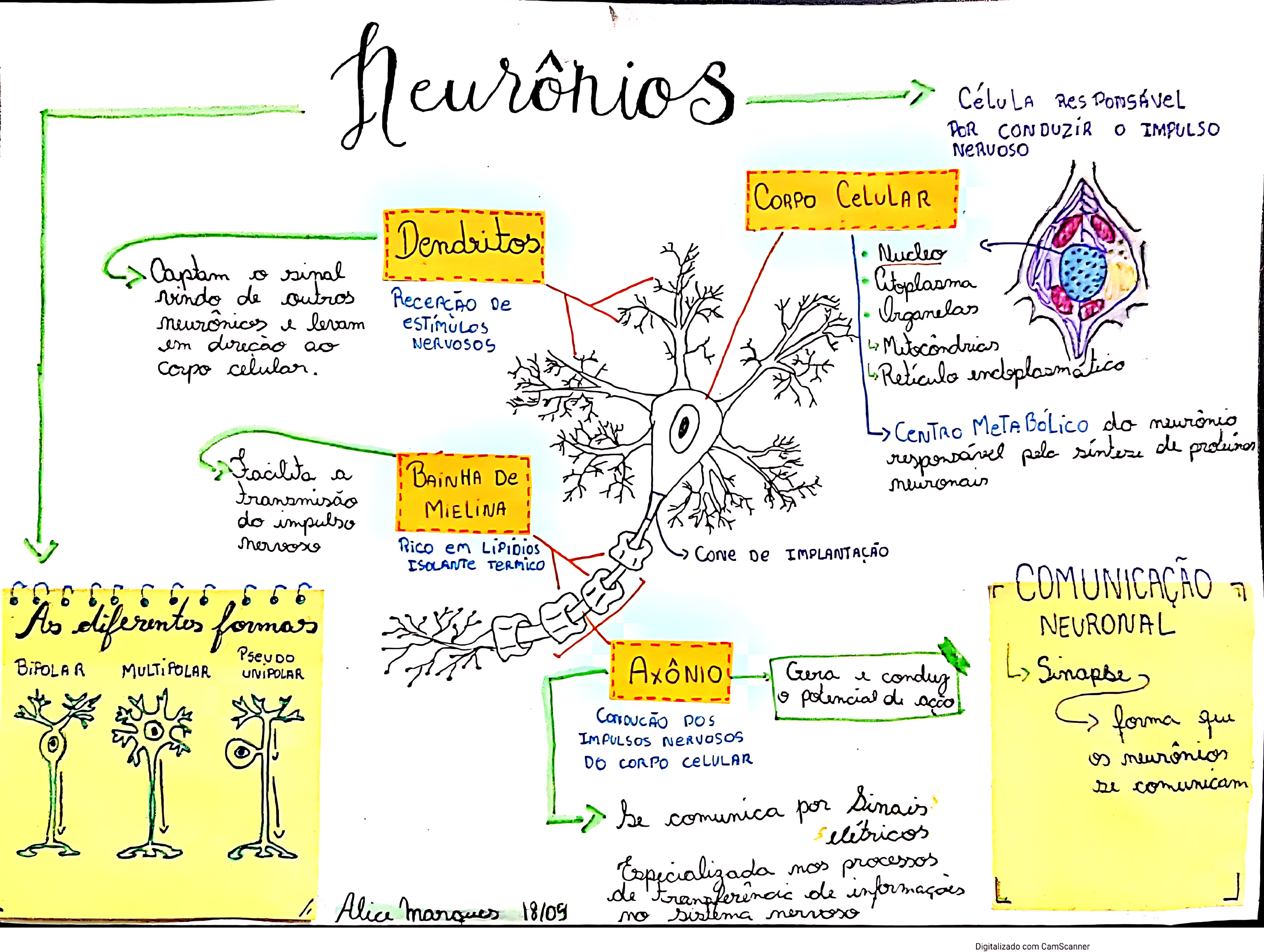 MAPA MENTAL SOBRE NEURÔNIOS