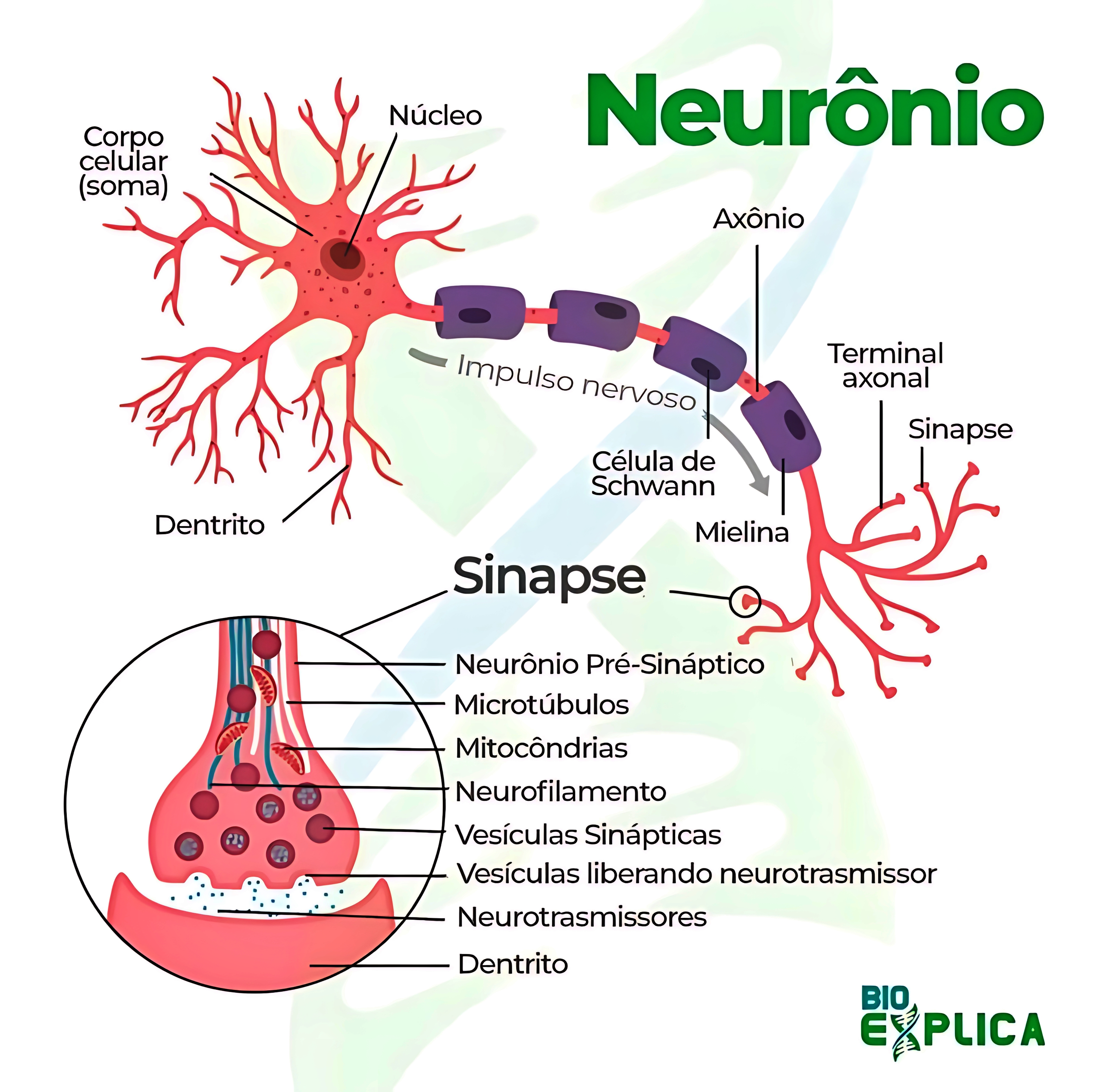 MAPA MENTAL SOBRE NEURÔNIOS