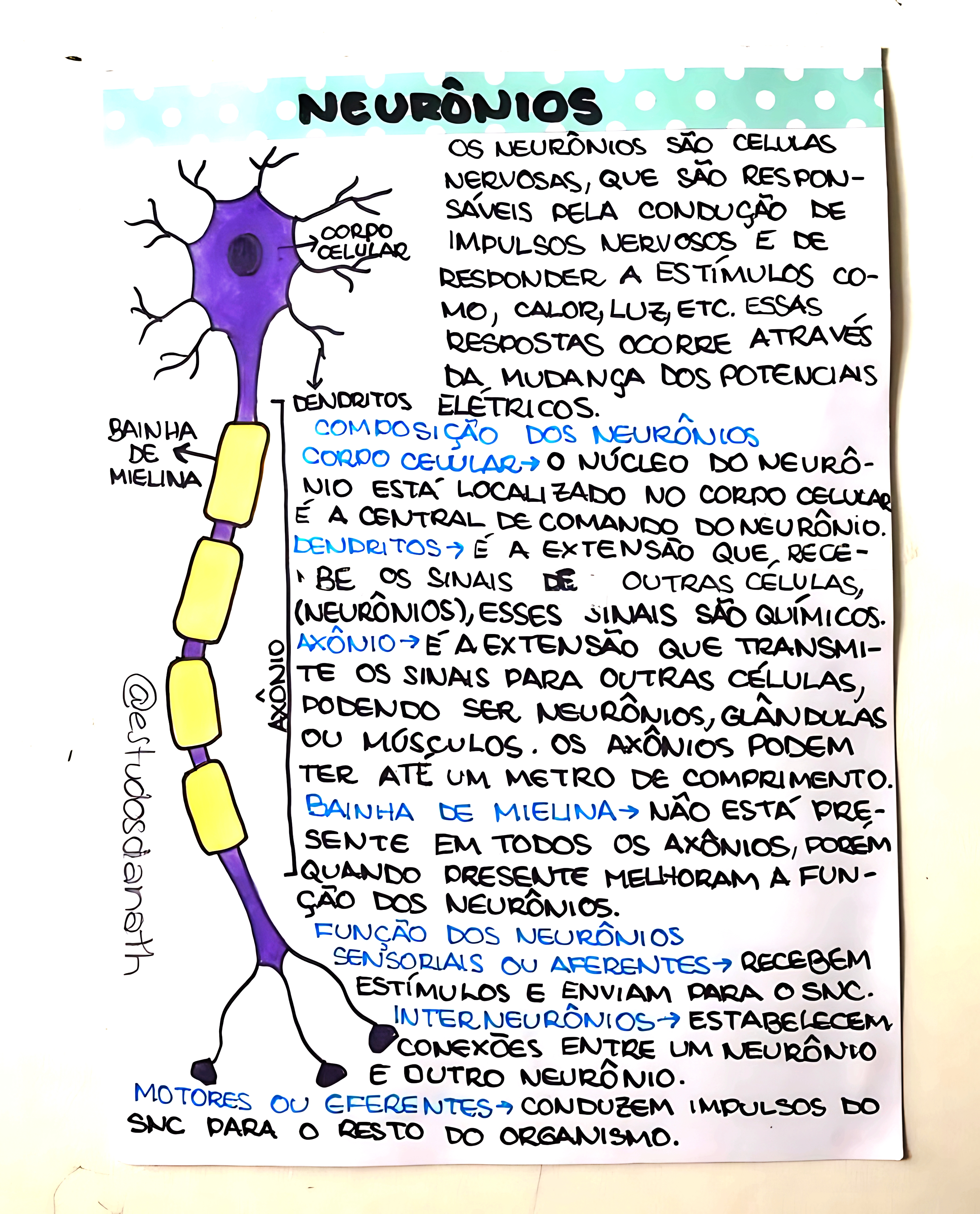 MAPA MENTAL SOBRE NEURÔNIOS
