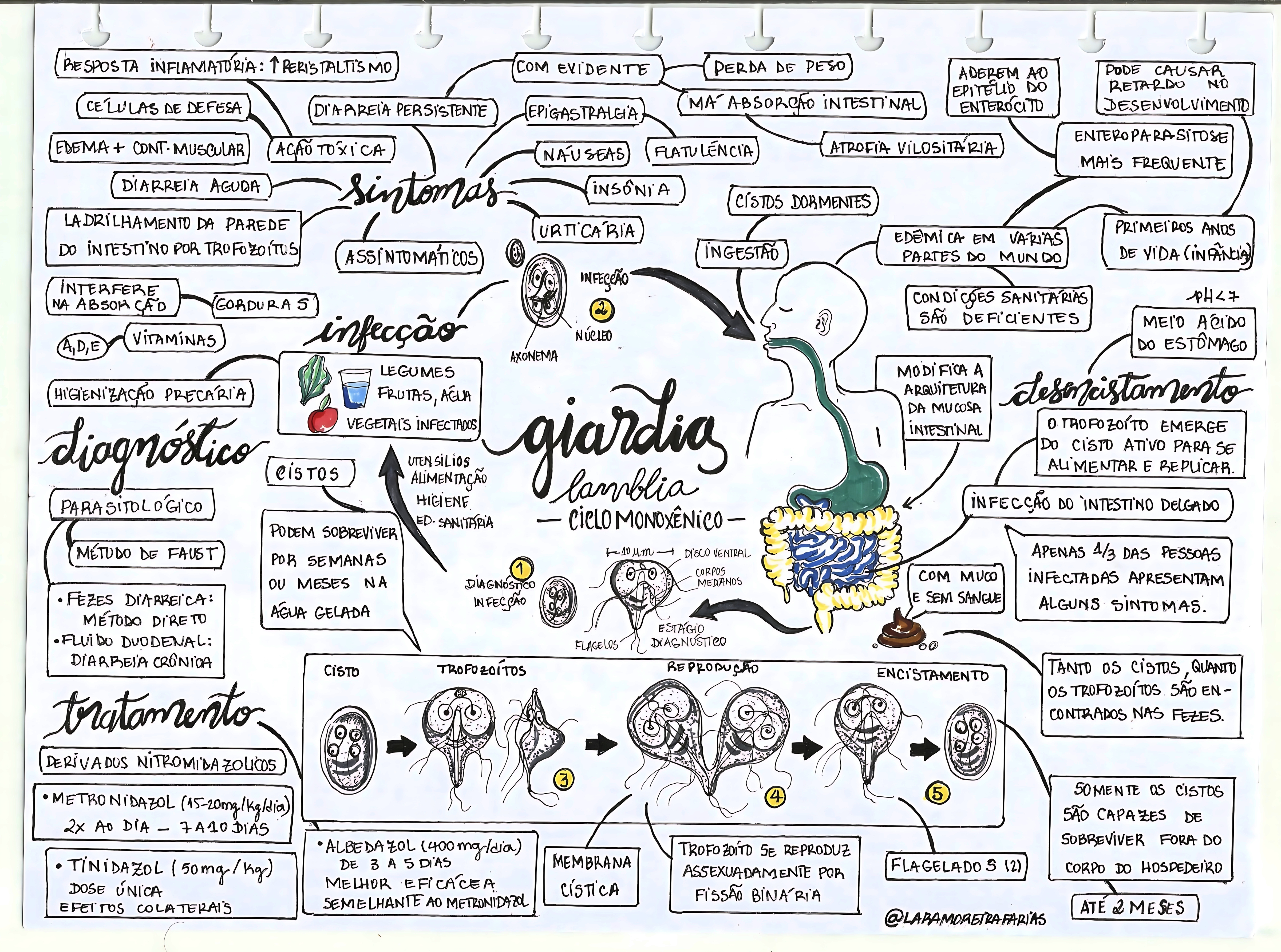 MAPA MENTAL SOBRE GIARDÍASE