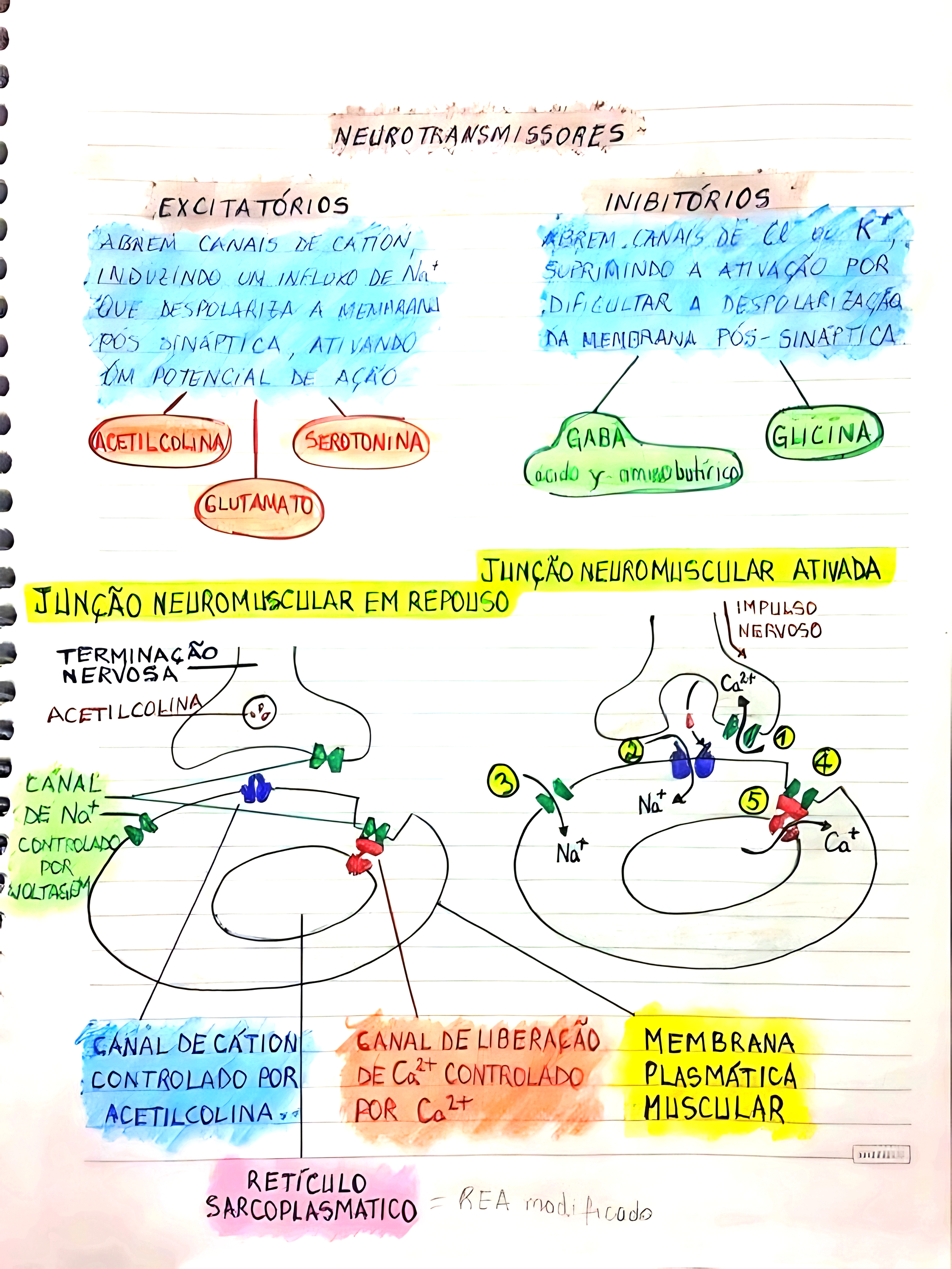 MAPA MENTAL SOBRE NEUROTRANSMISSORES