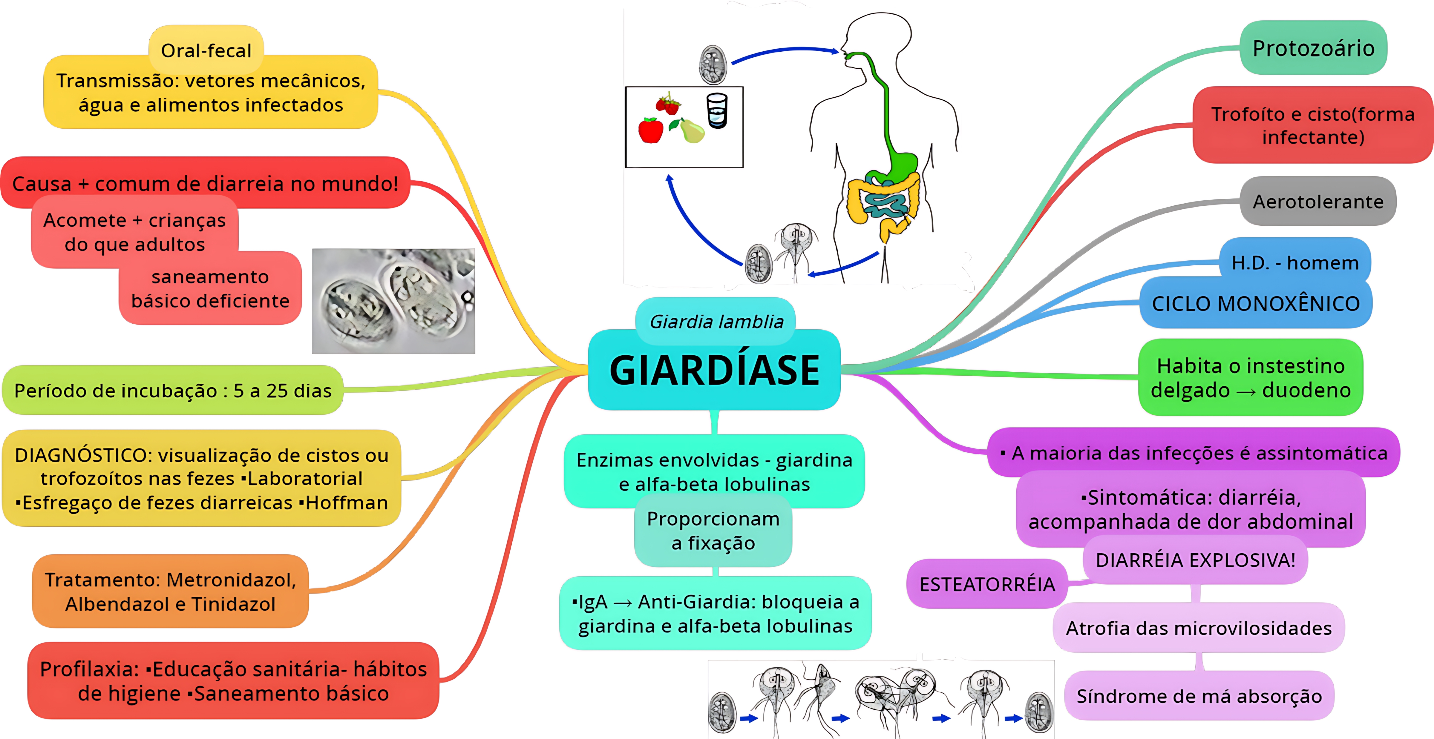 MAPA MENTAL SOBRE GIARDÍASE