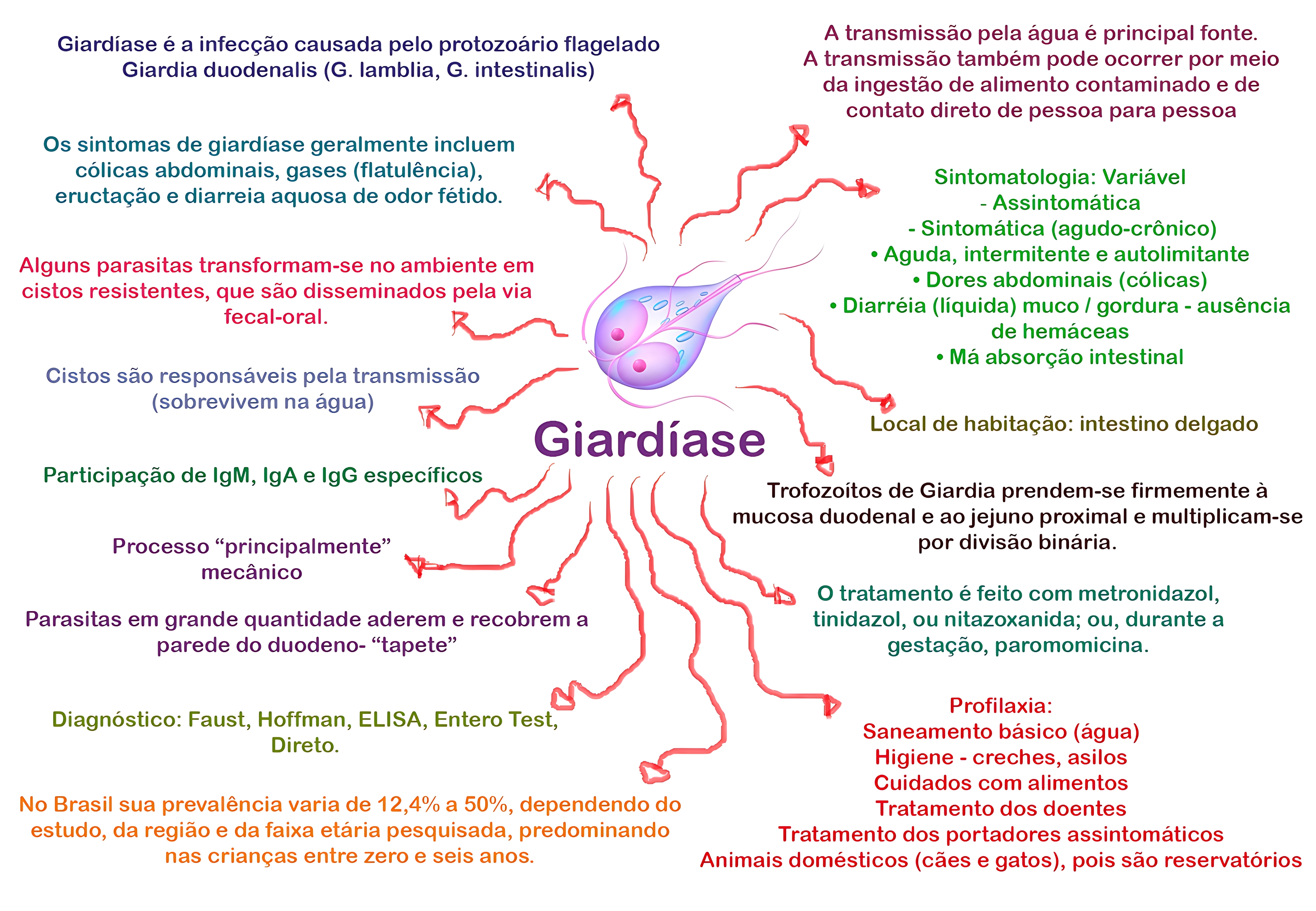 MAPA MENTAL SOBRE GIARDÍASE