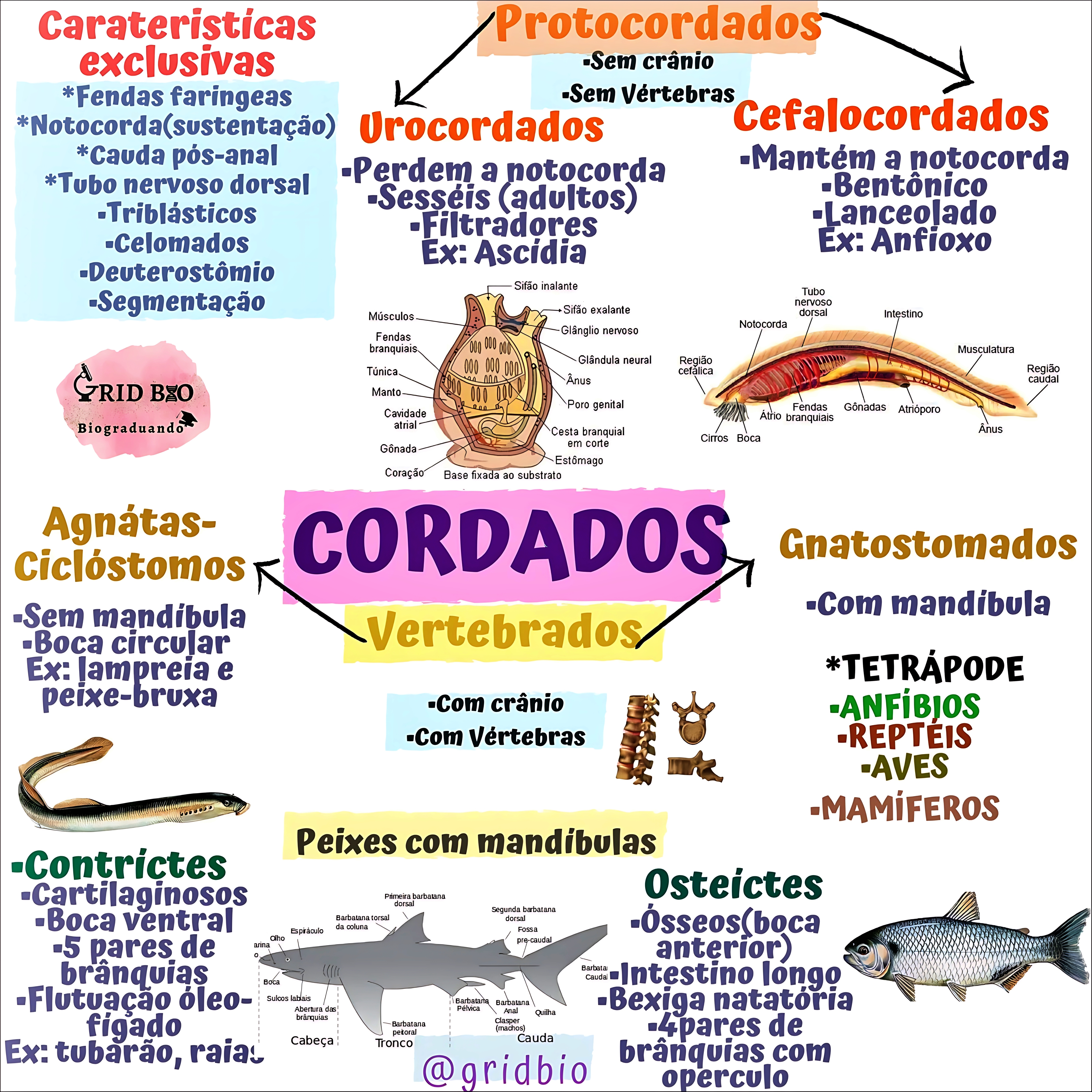 MAPA MENTAL SOBRE CORDADOS