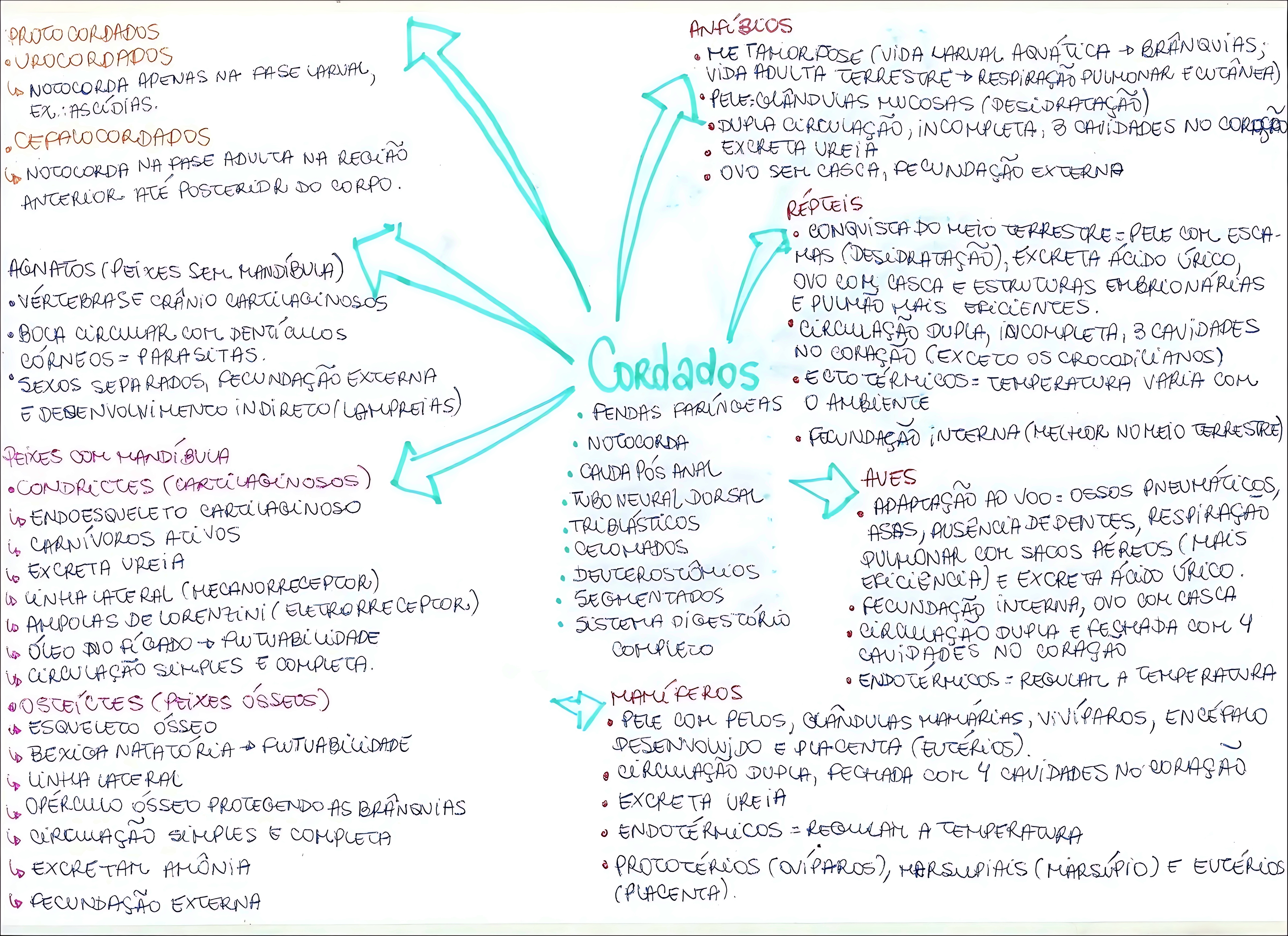MAPA MENTAL SOBRE CORDADOS