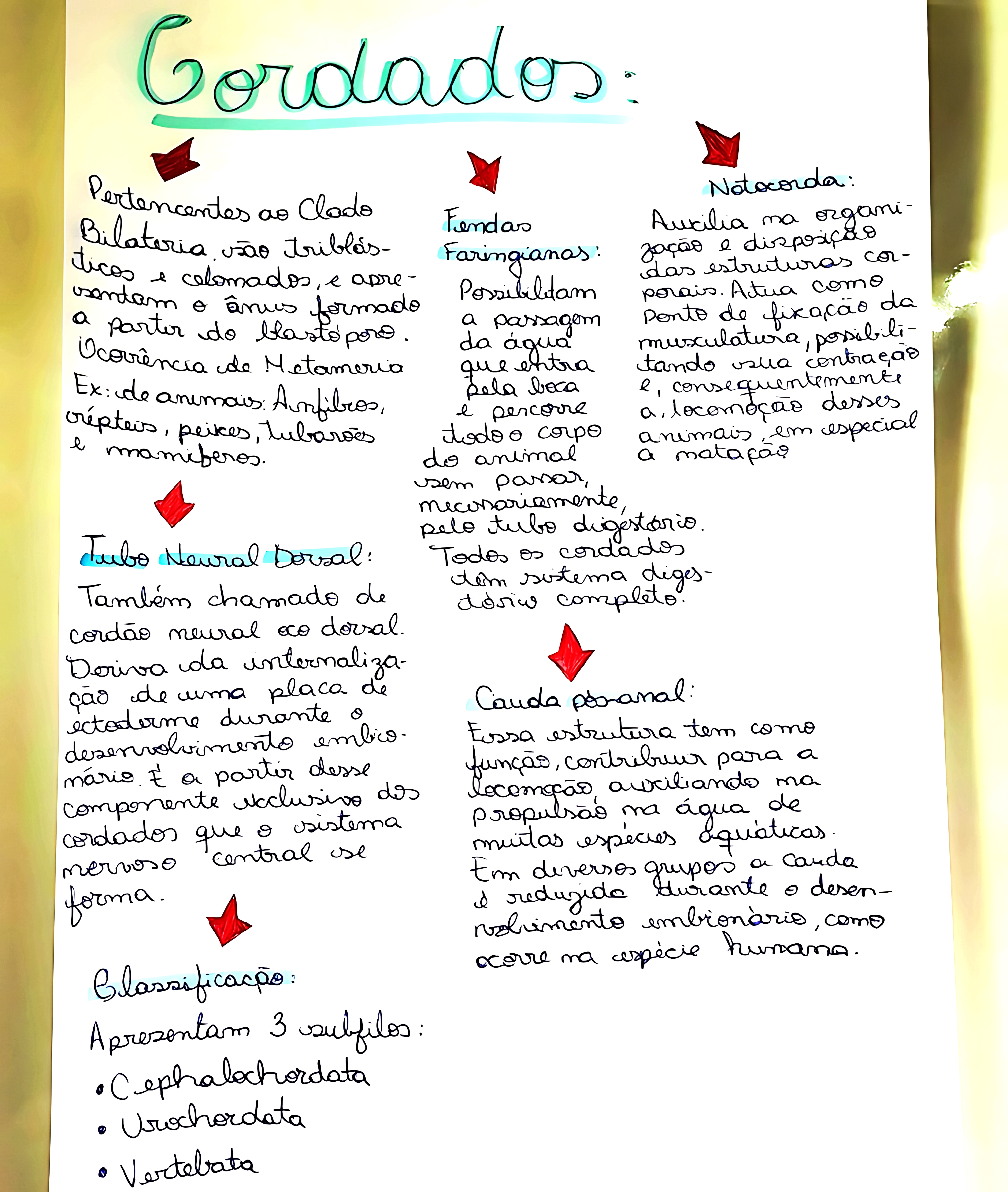 MAPA MENTAL SOBRE CORDADOS