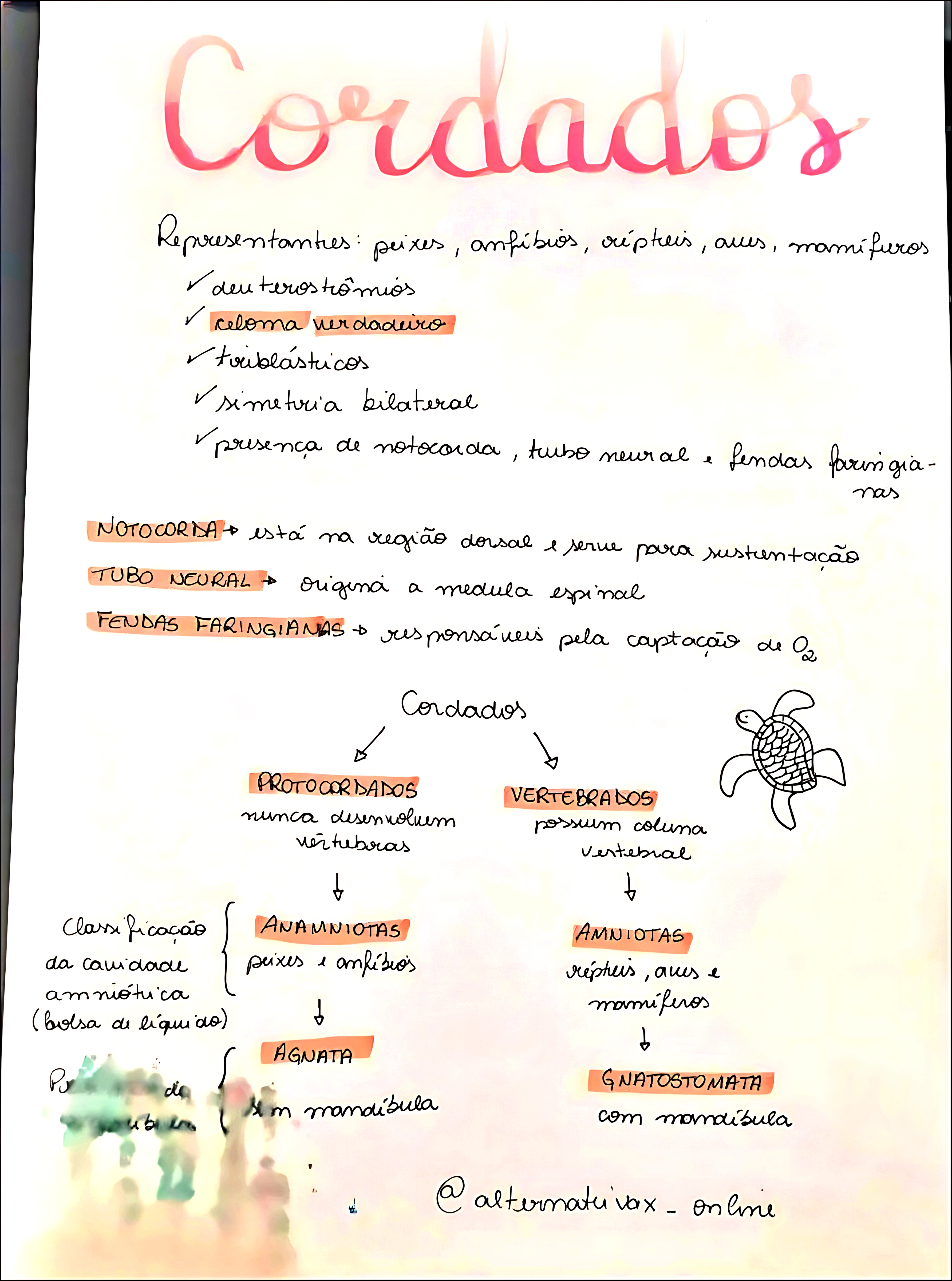 MAPA MENTAL SOBRE CORDADOS