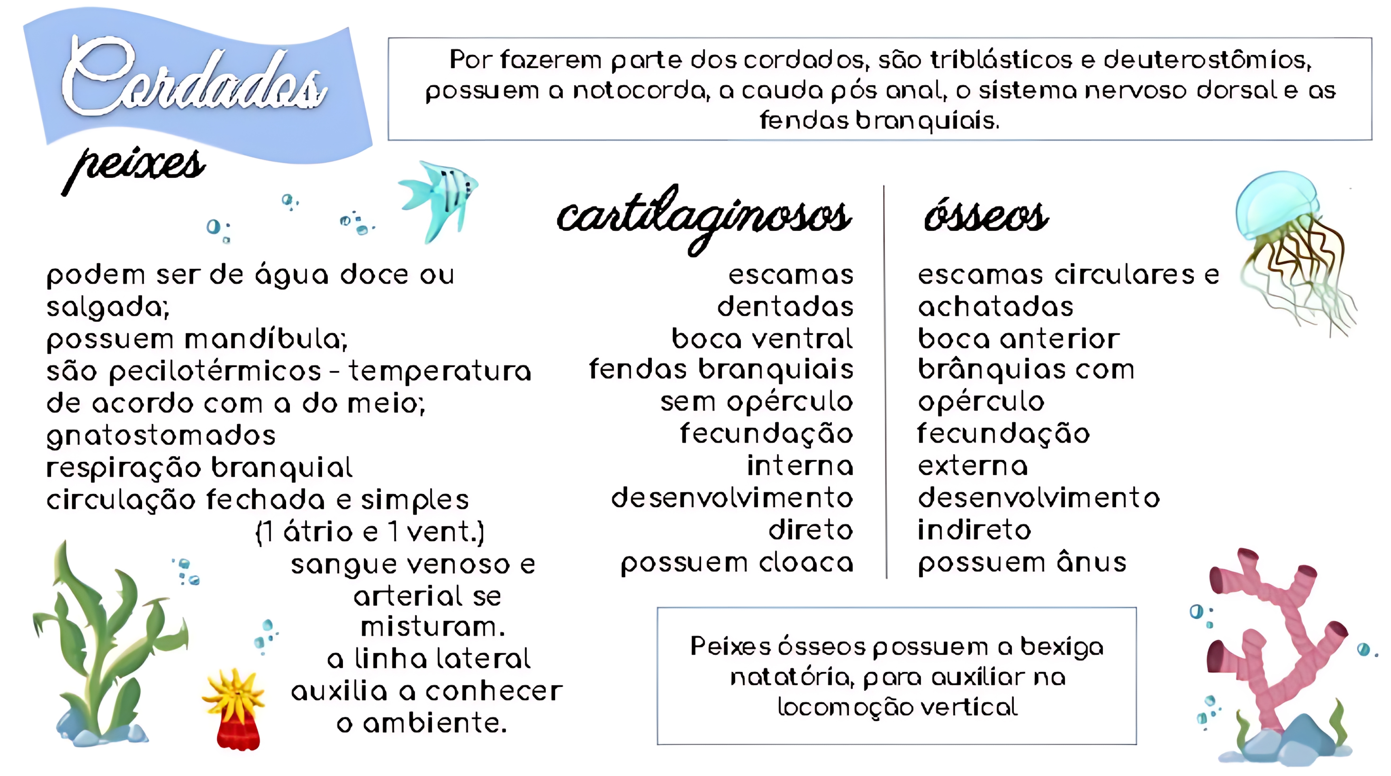 MAPA MENTAL SOBRE CORDADOS