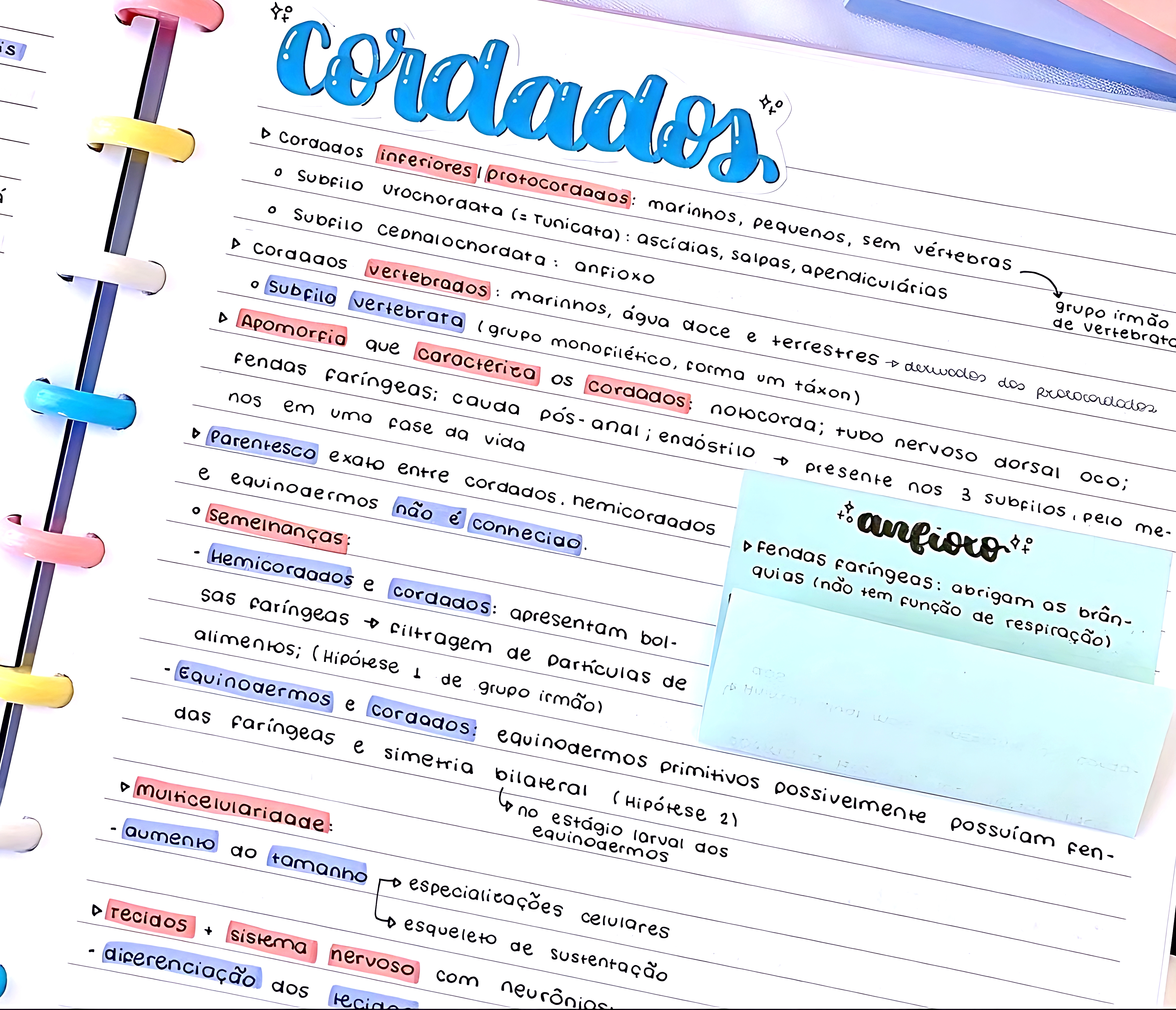 MAPA MENTAL SOBRE CORDADOS
