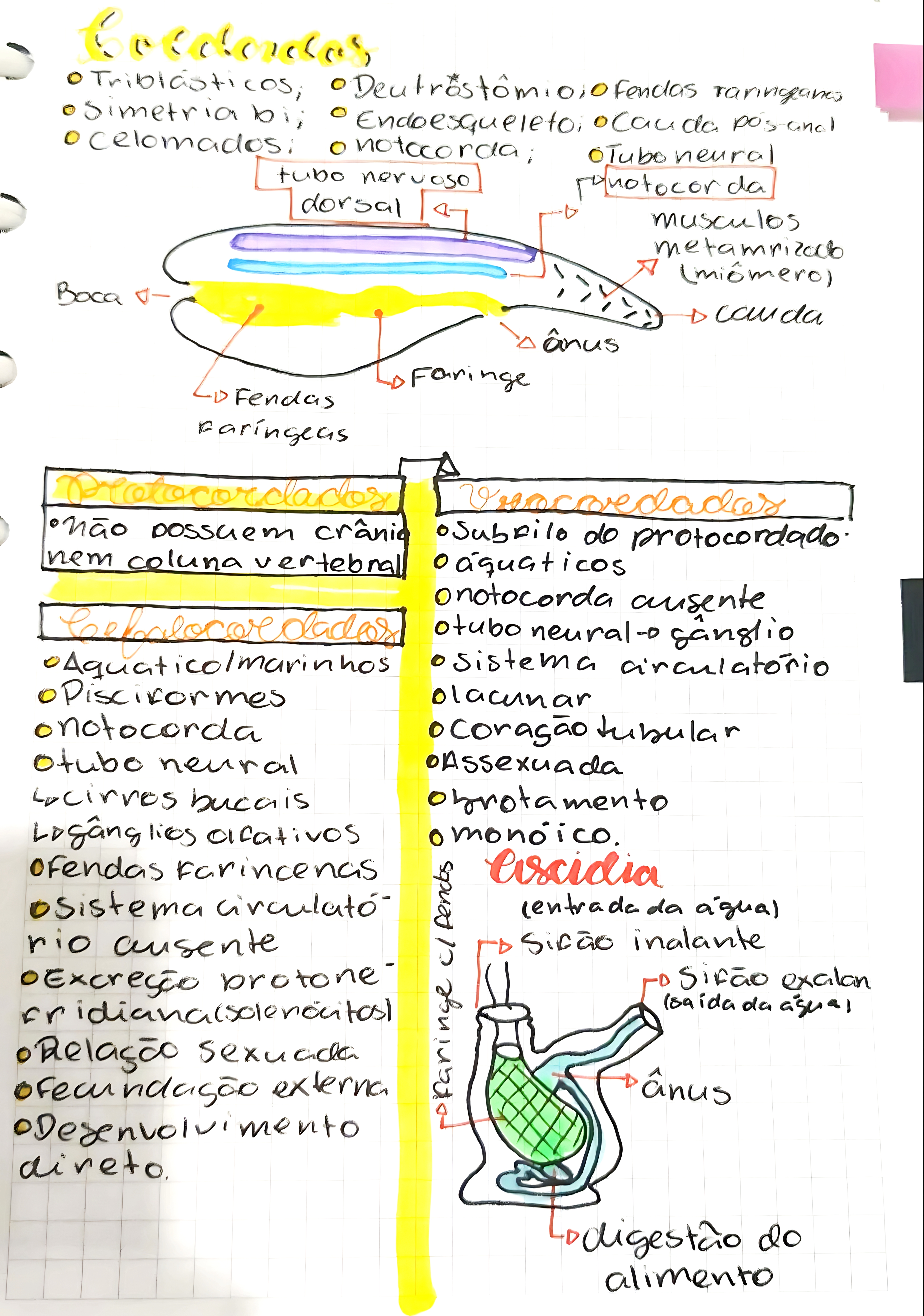 MAPA MENTAL SOBRE CORDADOS
