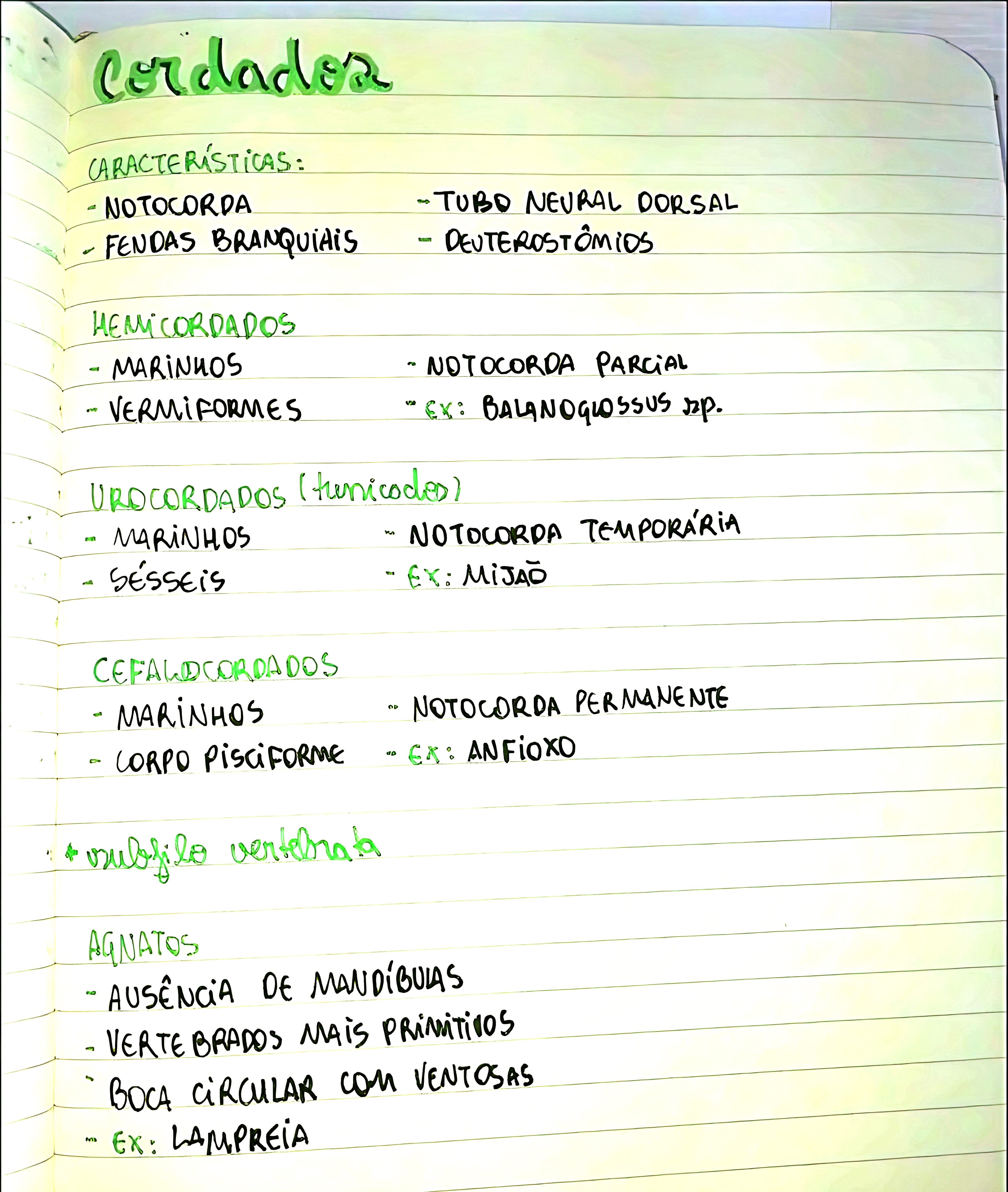 MAPA MENTAL SOBRE CORDADOS