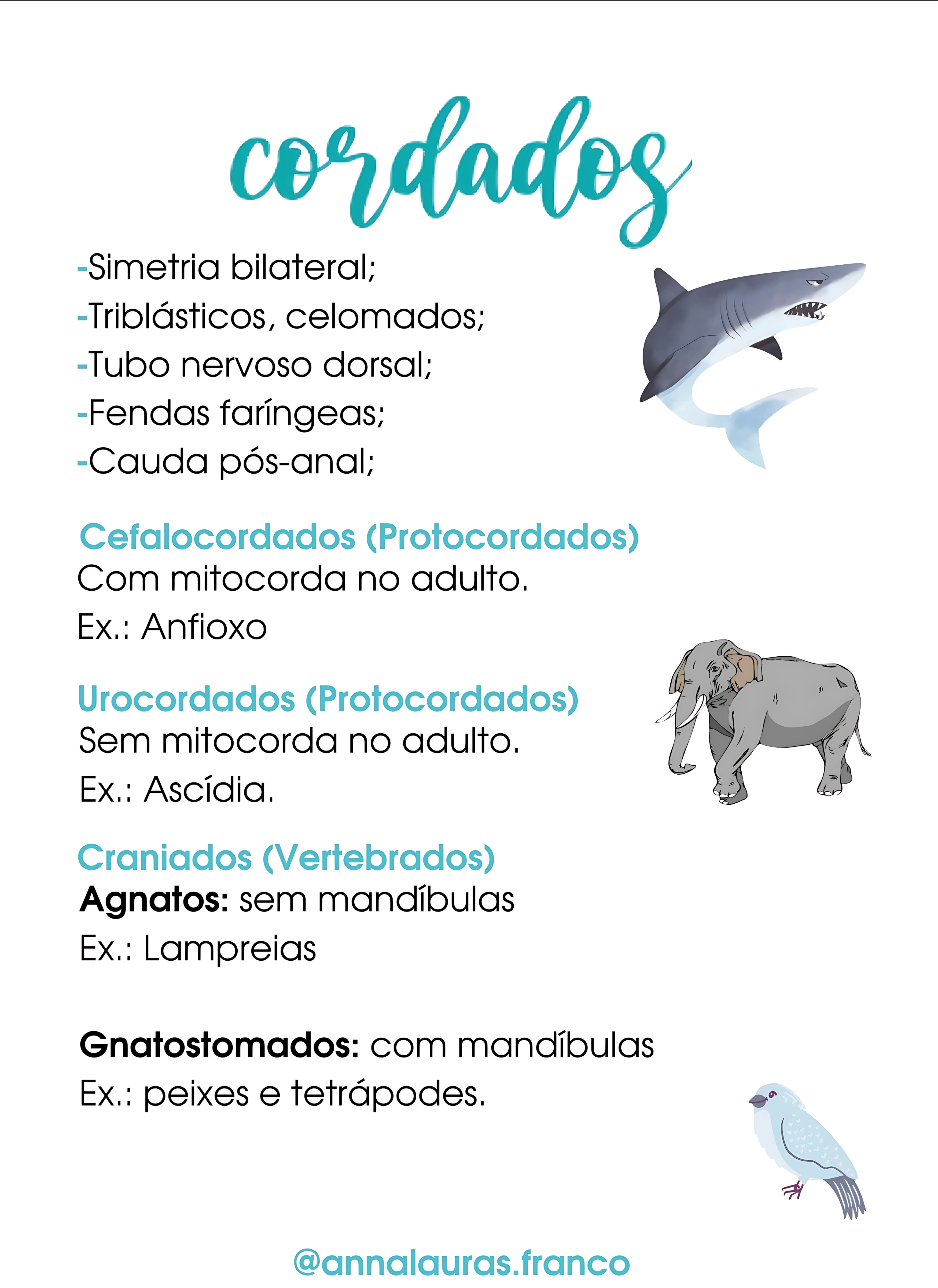 MAPA MENTAL SOBRE CORDADOS