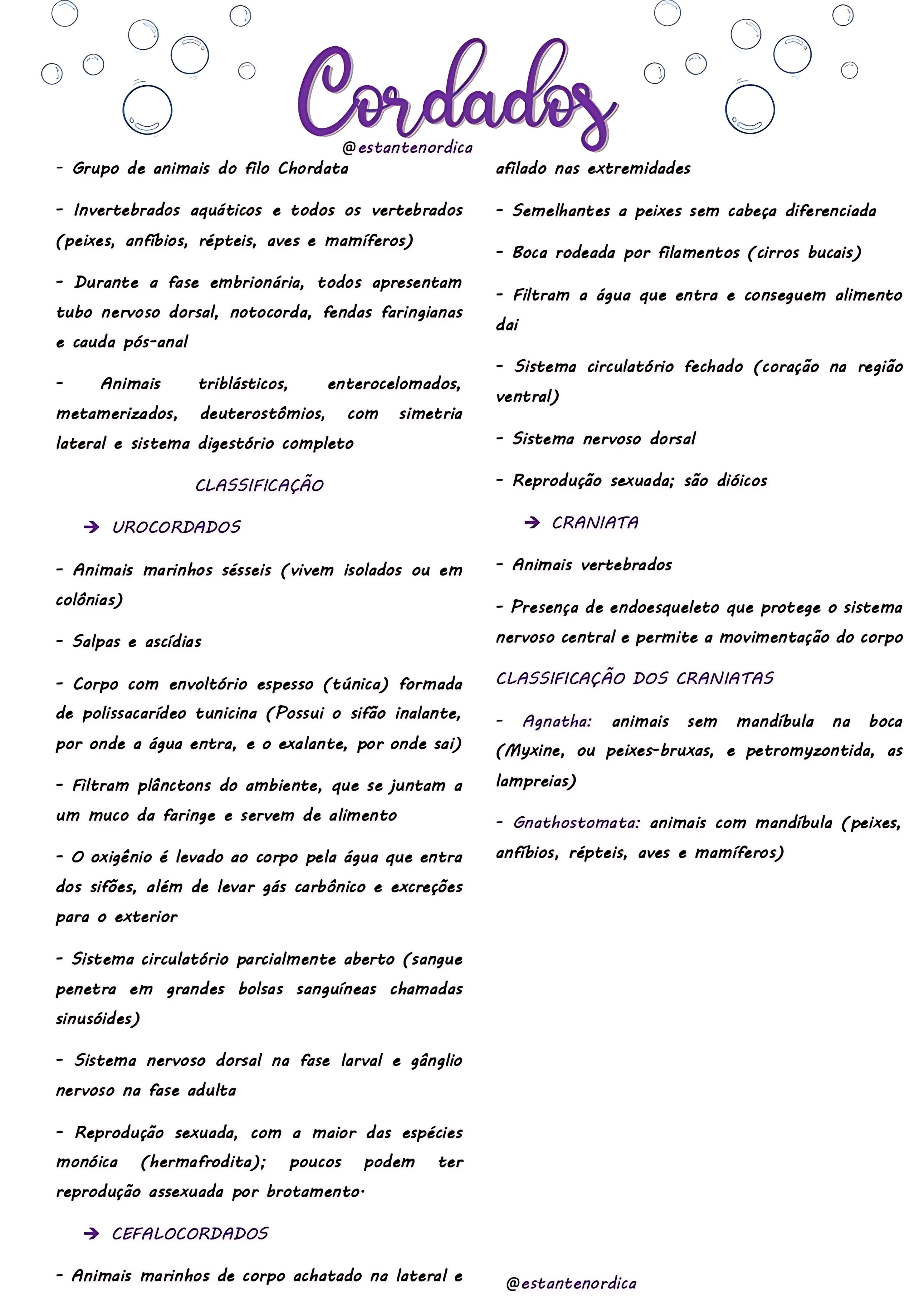 MAPA MENTAL SOBRE CORDADOS
