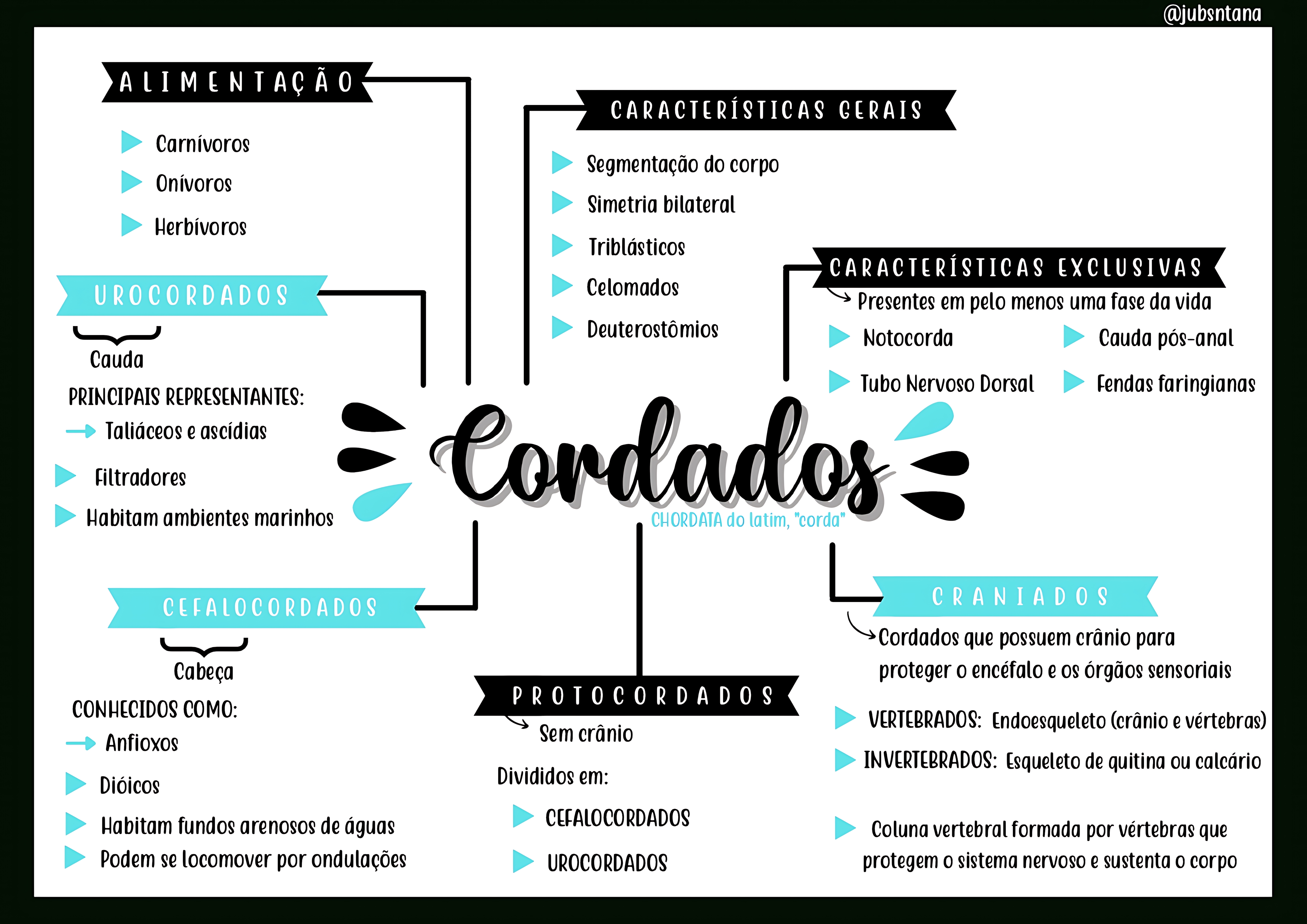 MAPA MENTAL SOBRE CORDADOS