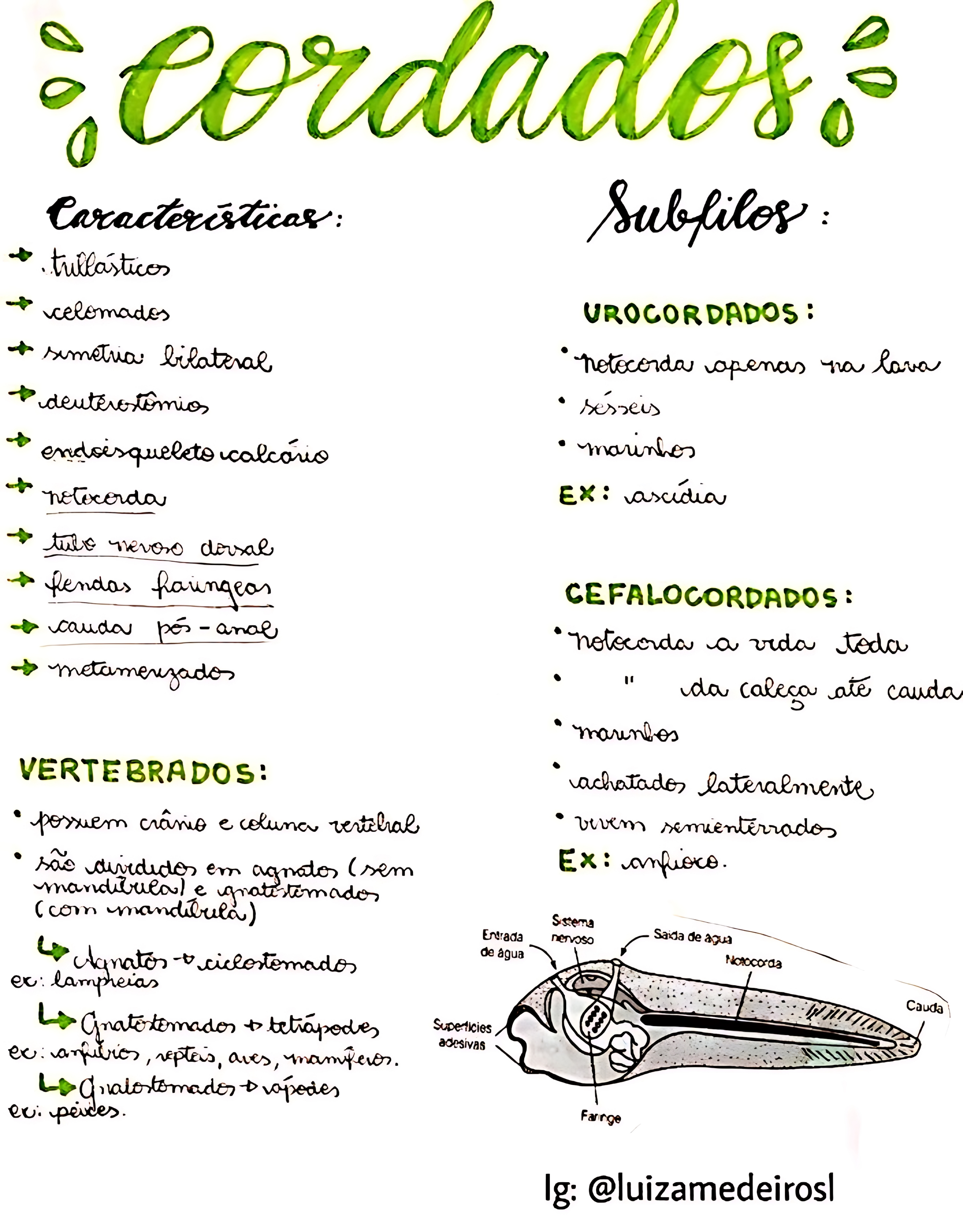 MAPA MENTAL SOBRE CORDADOS