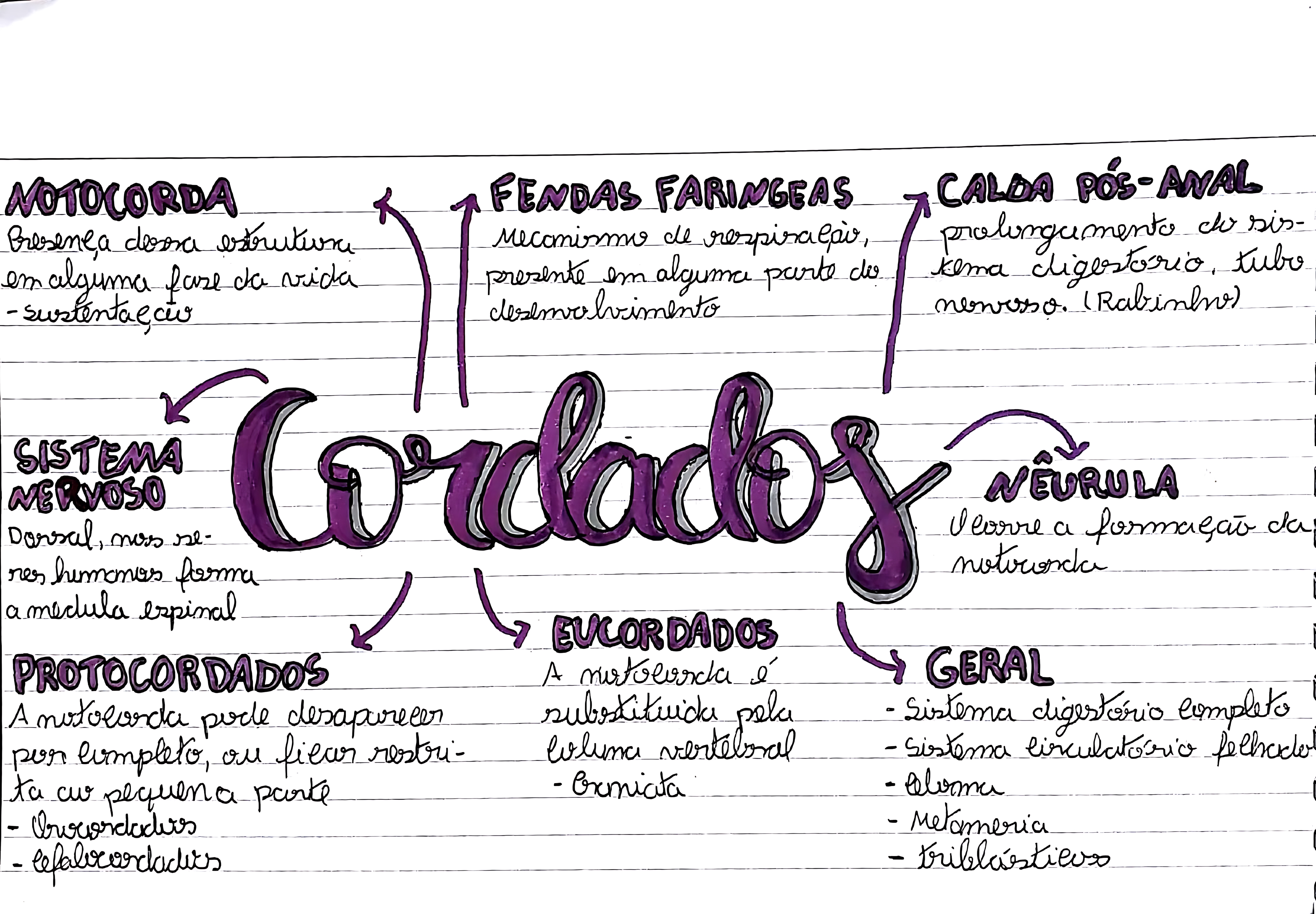 MAPA MENTAL SOBRE CORDADOS