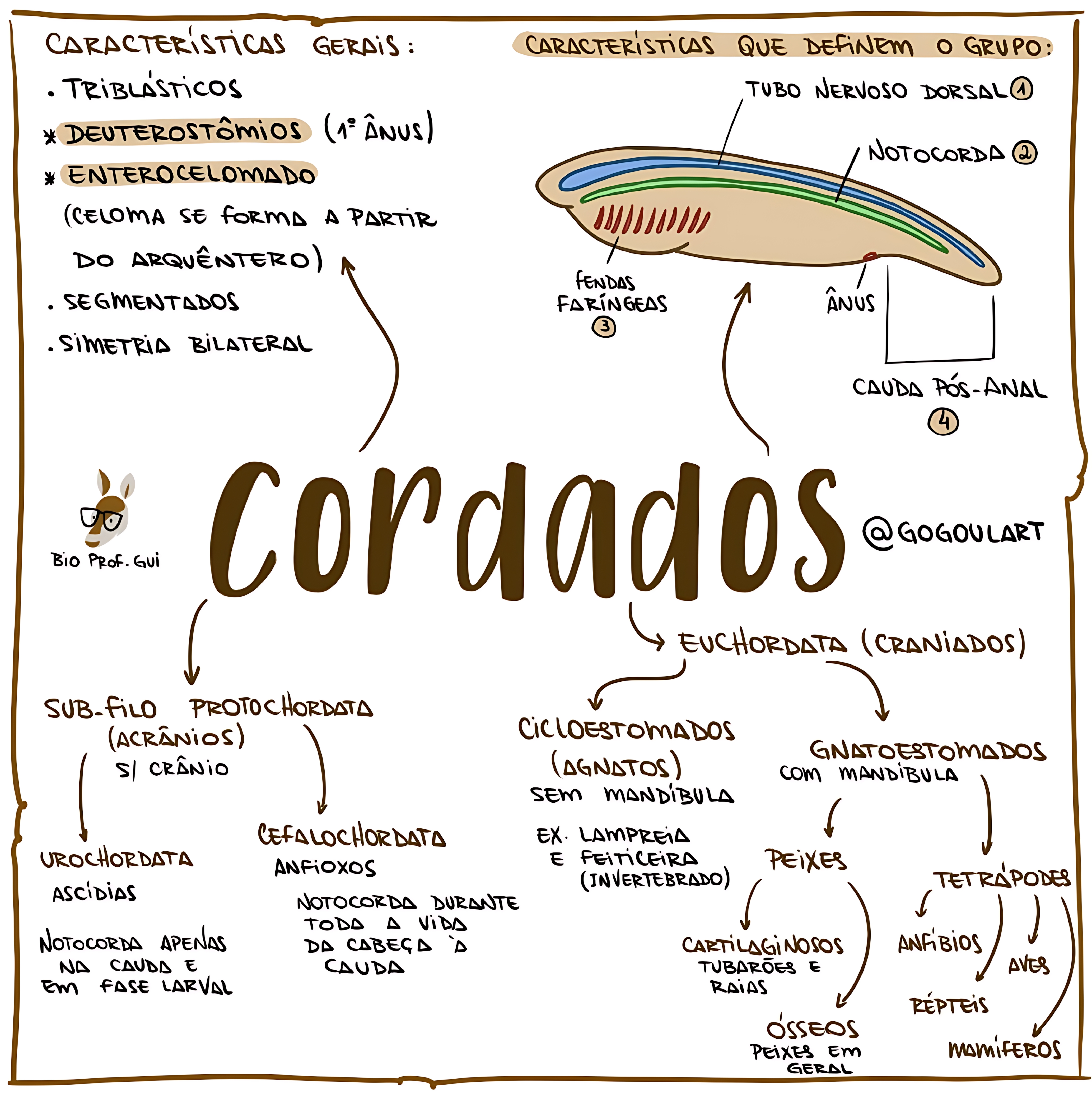 MAPA MENTAL SOBRE CORDADOS