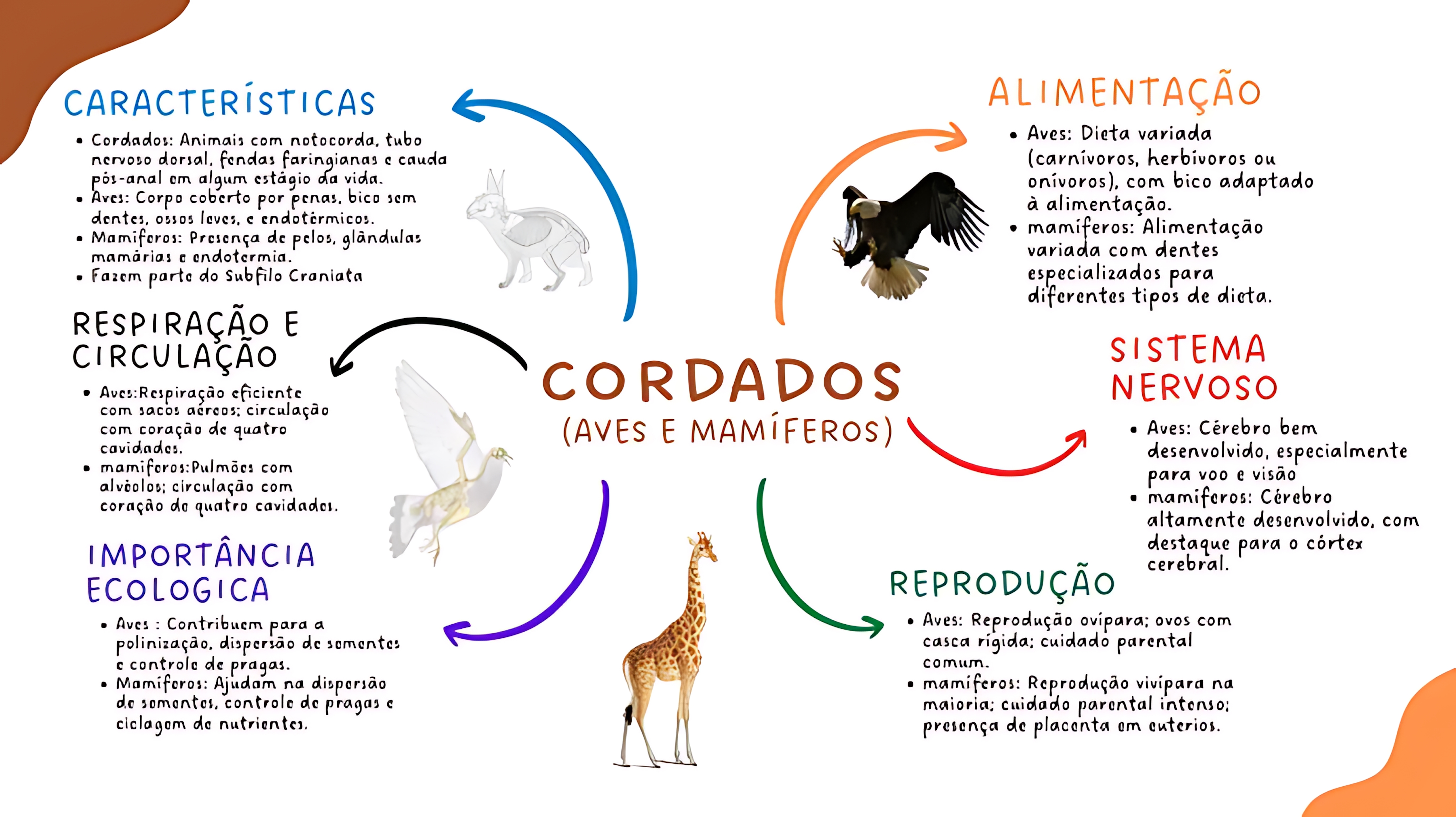 MAPA MENTAL SOBRE CORDADOS