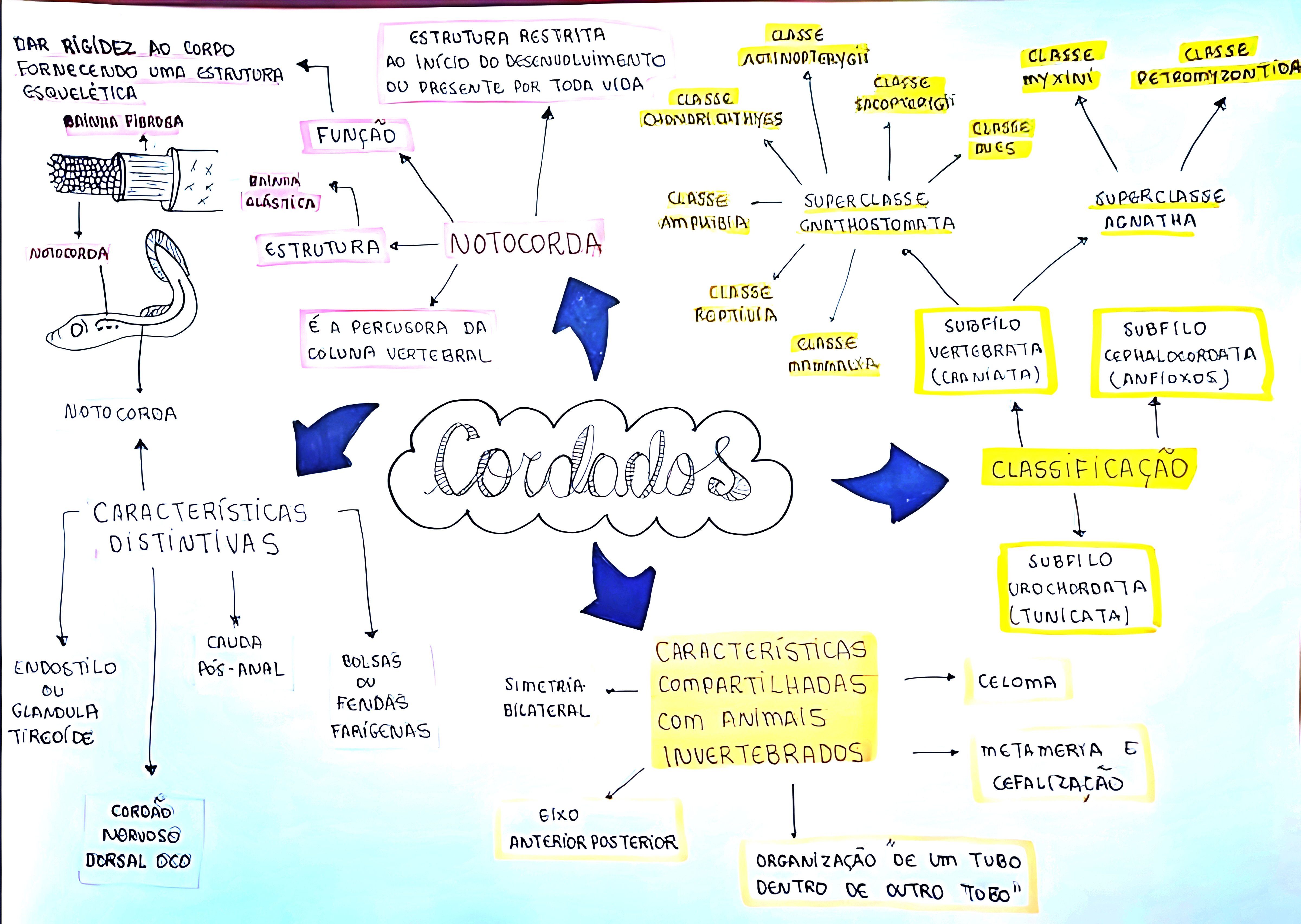 MAPA MENTAL SOBRE CORDADOS