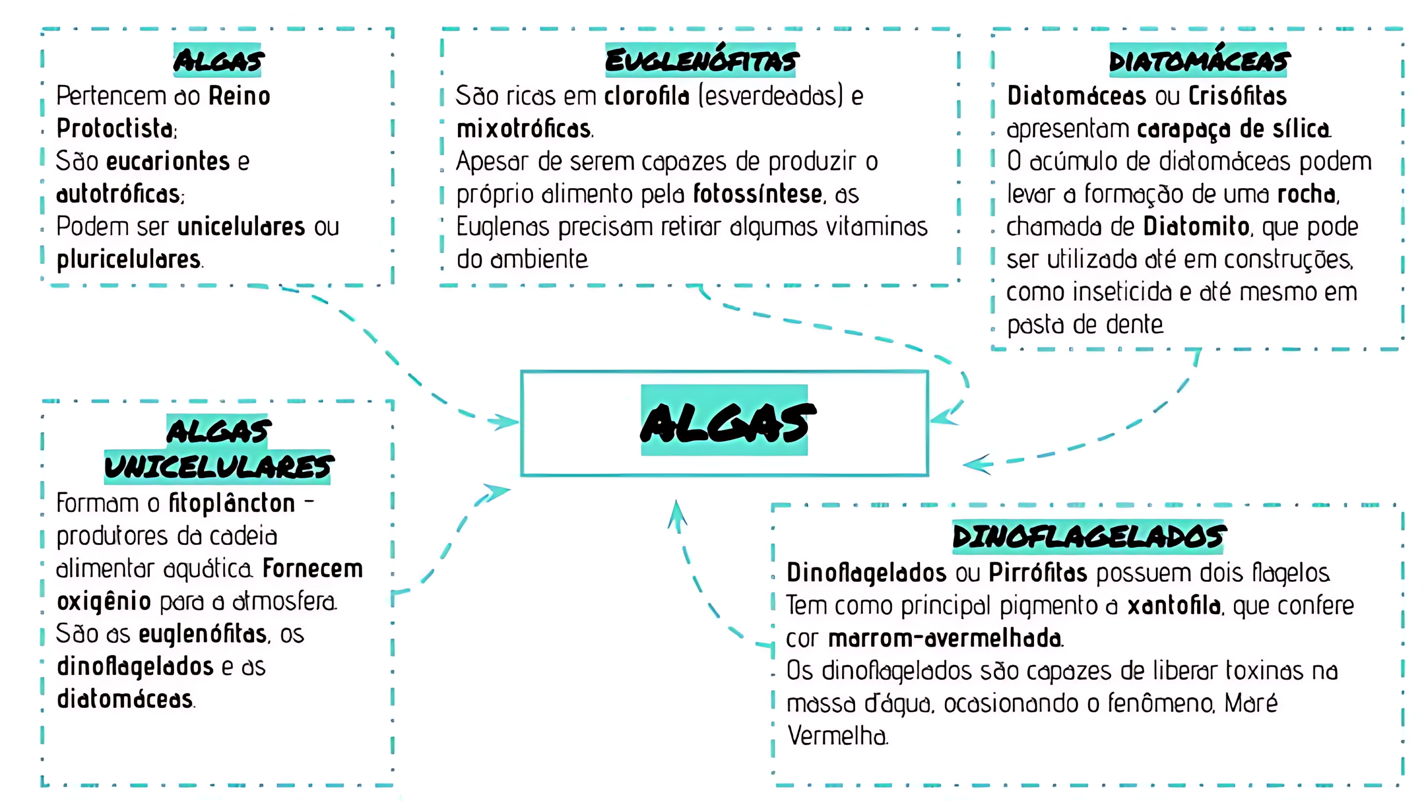 MAPA MENTAL SOBRE ALGAS