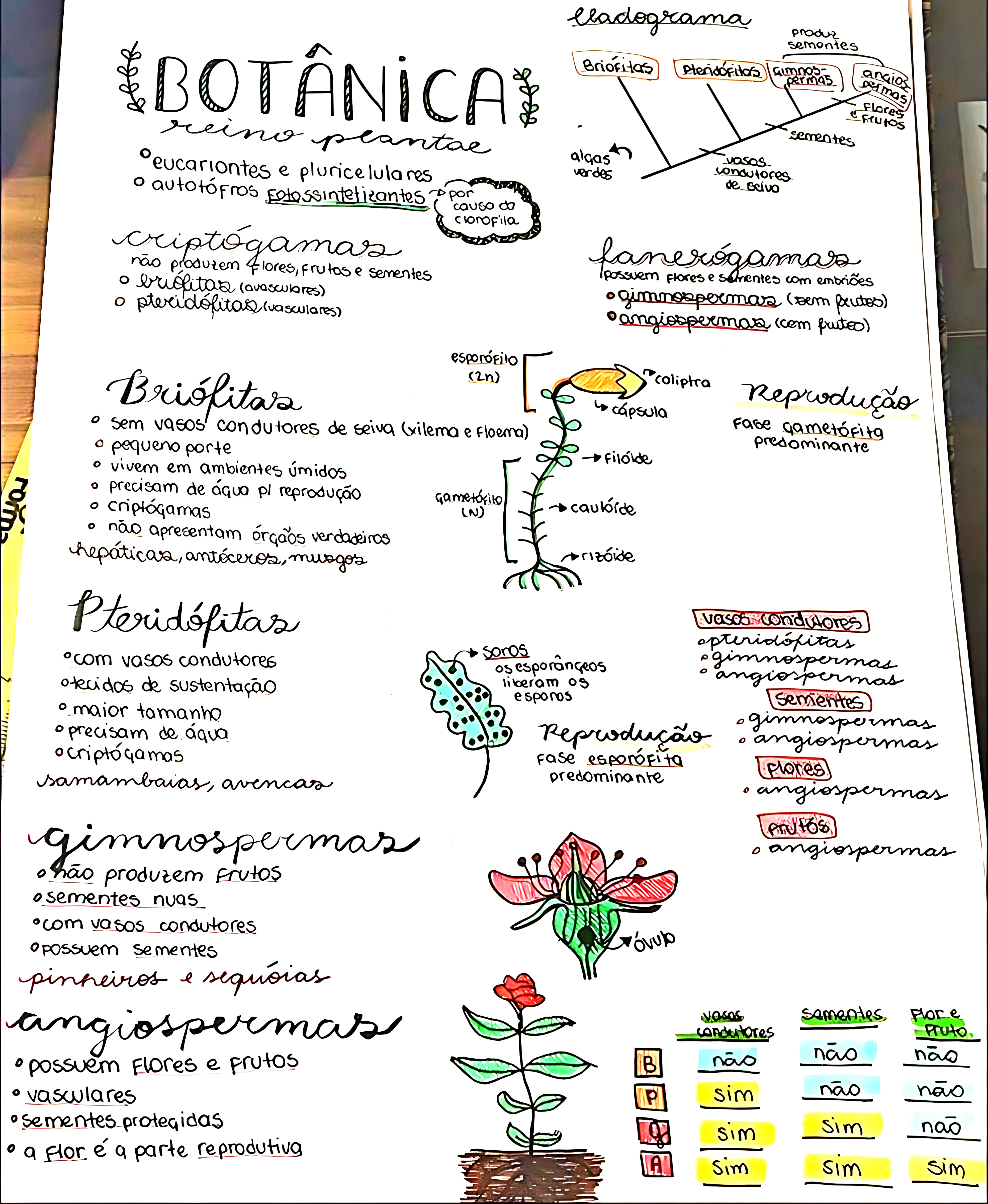 MAPA MENTAL SOBRE BOTÂNICA