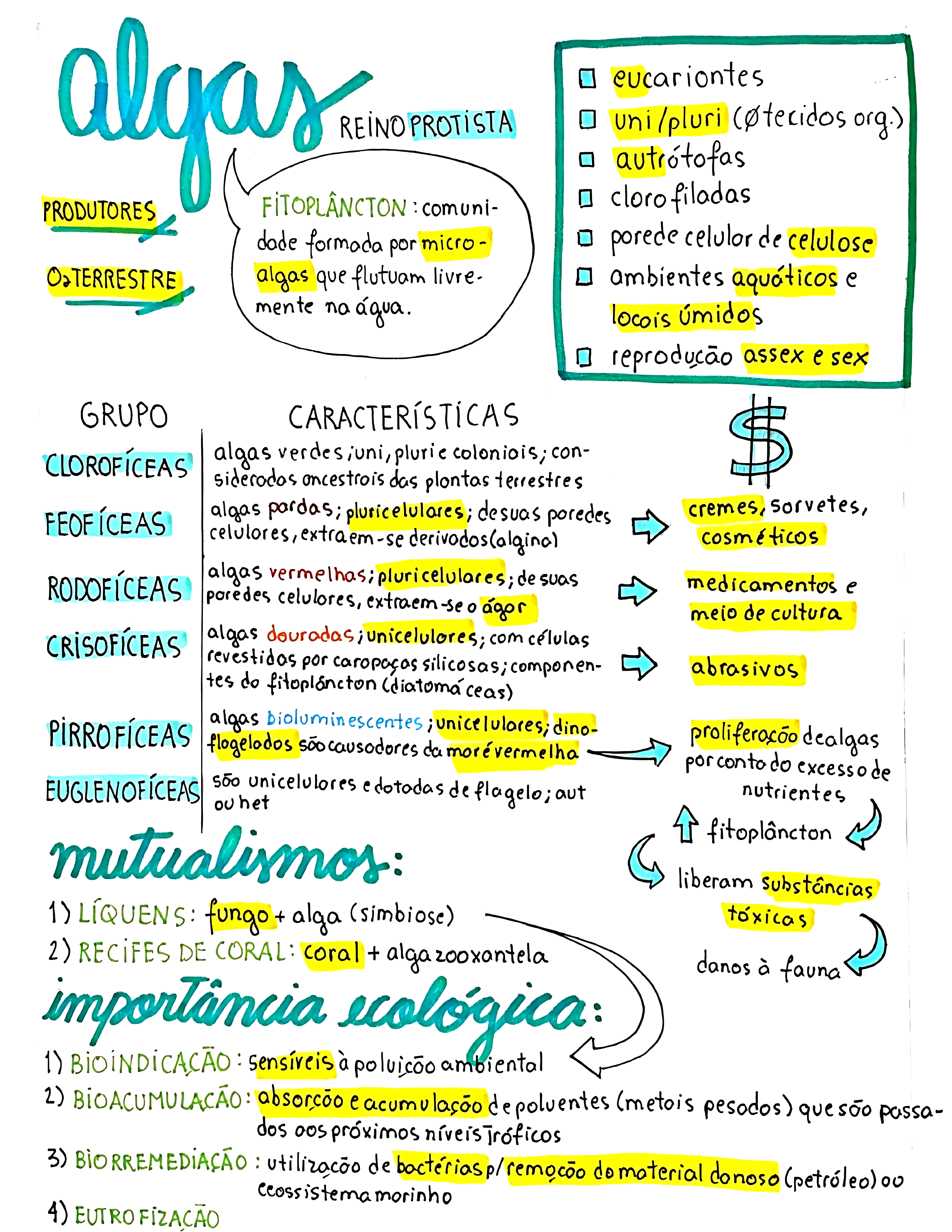 MAPA MENTAL SOBRE ALGAS